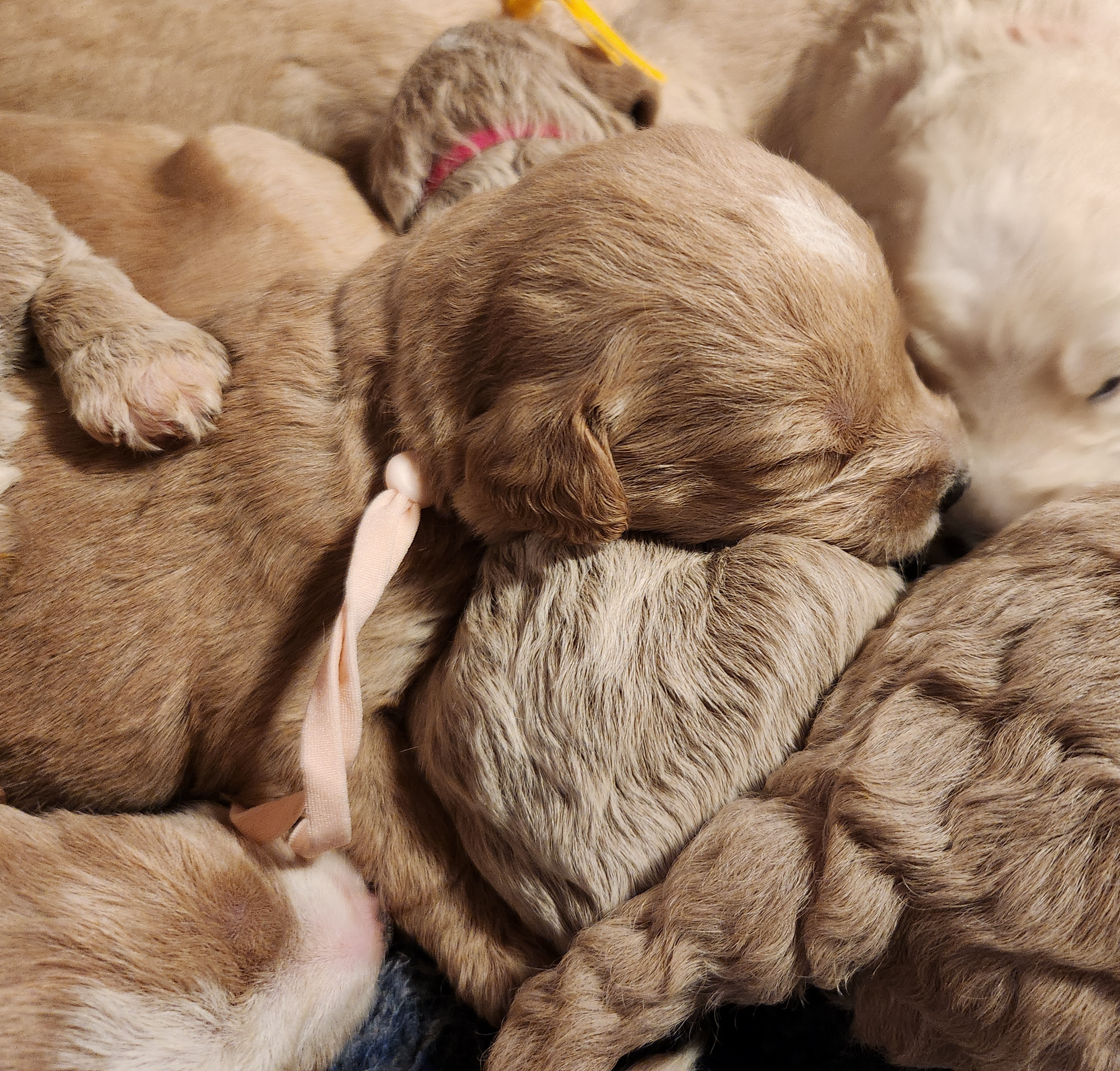labradoodle