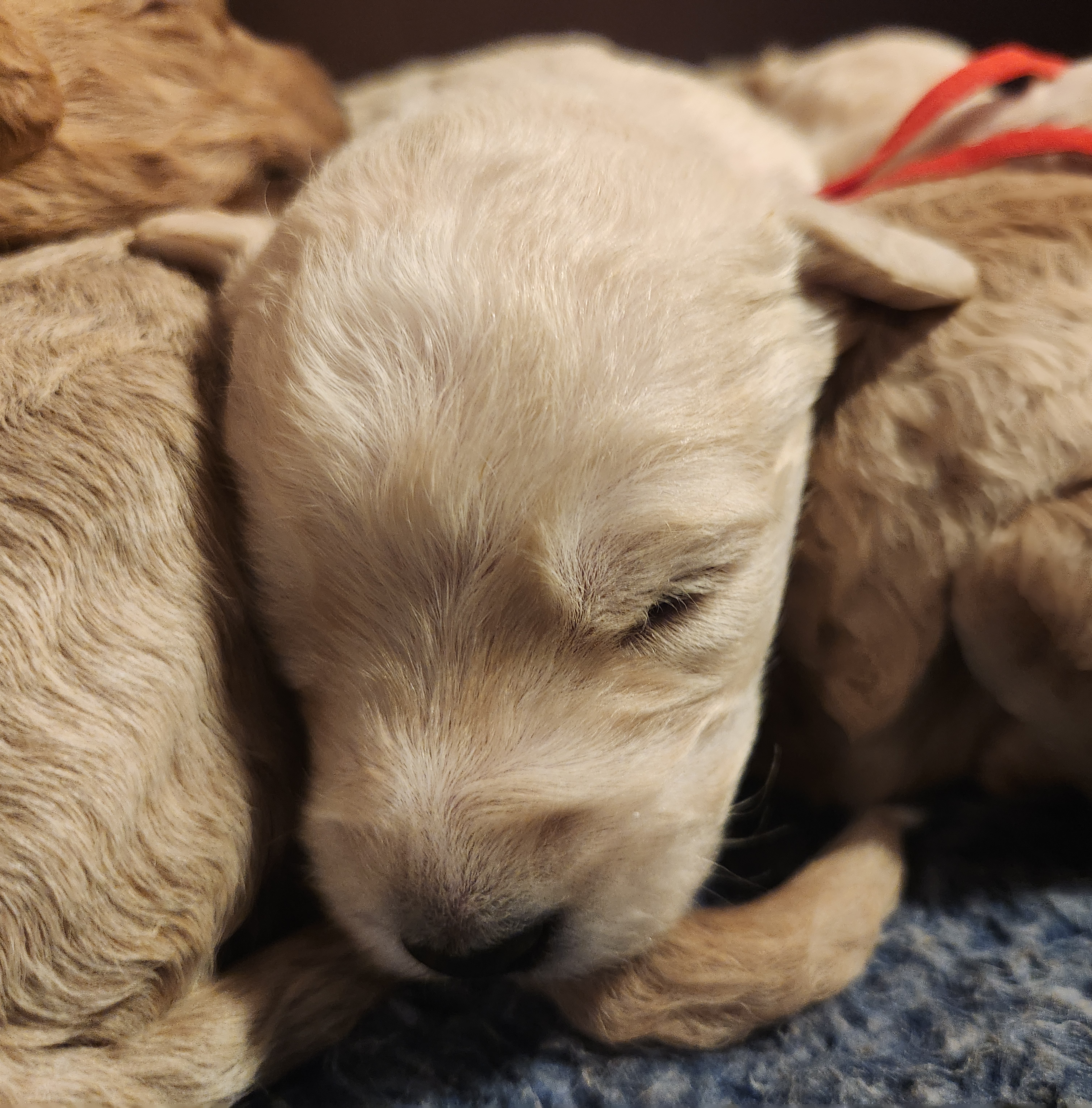 labradoodle
