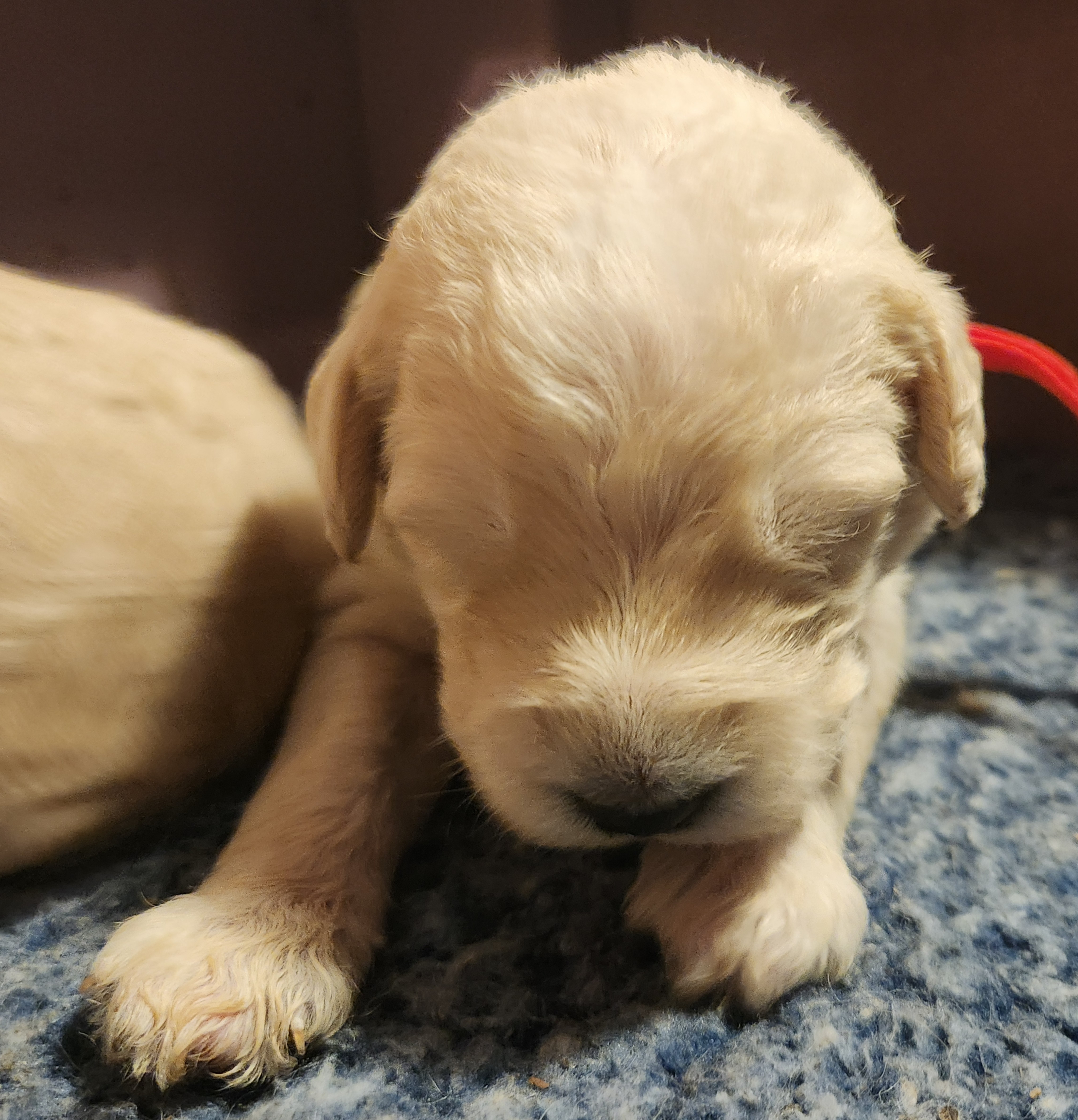labradoodle