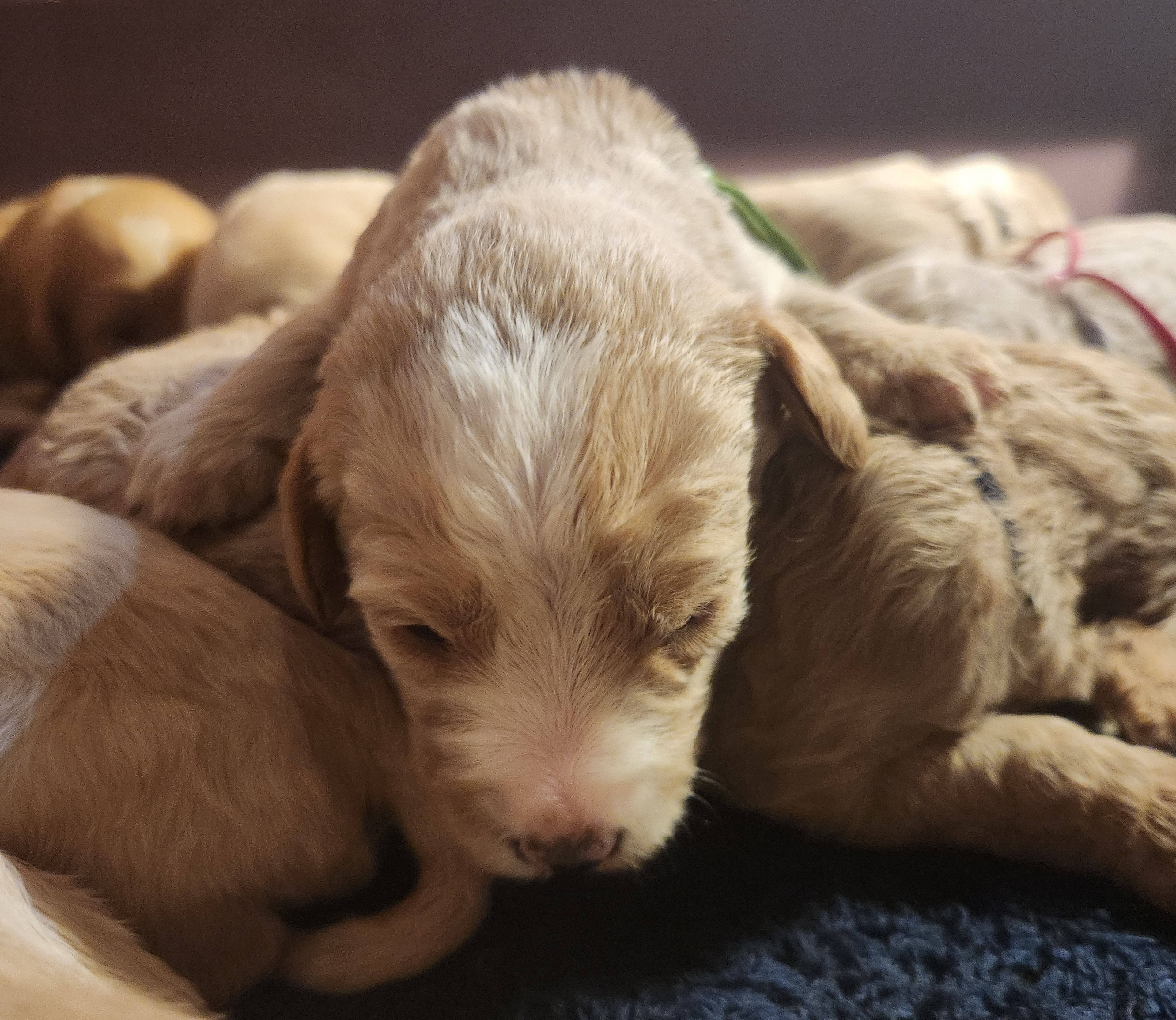 labradoodle