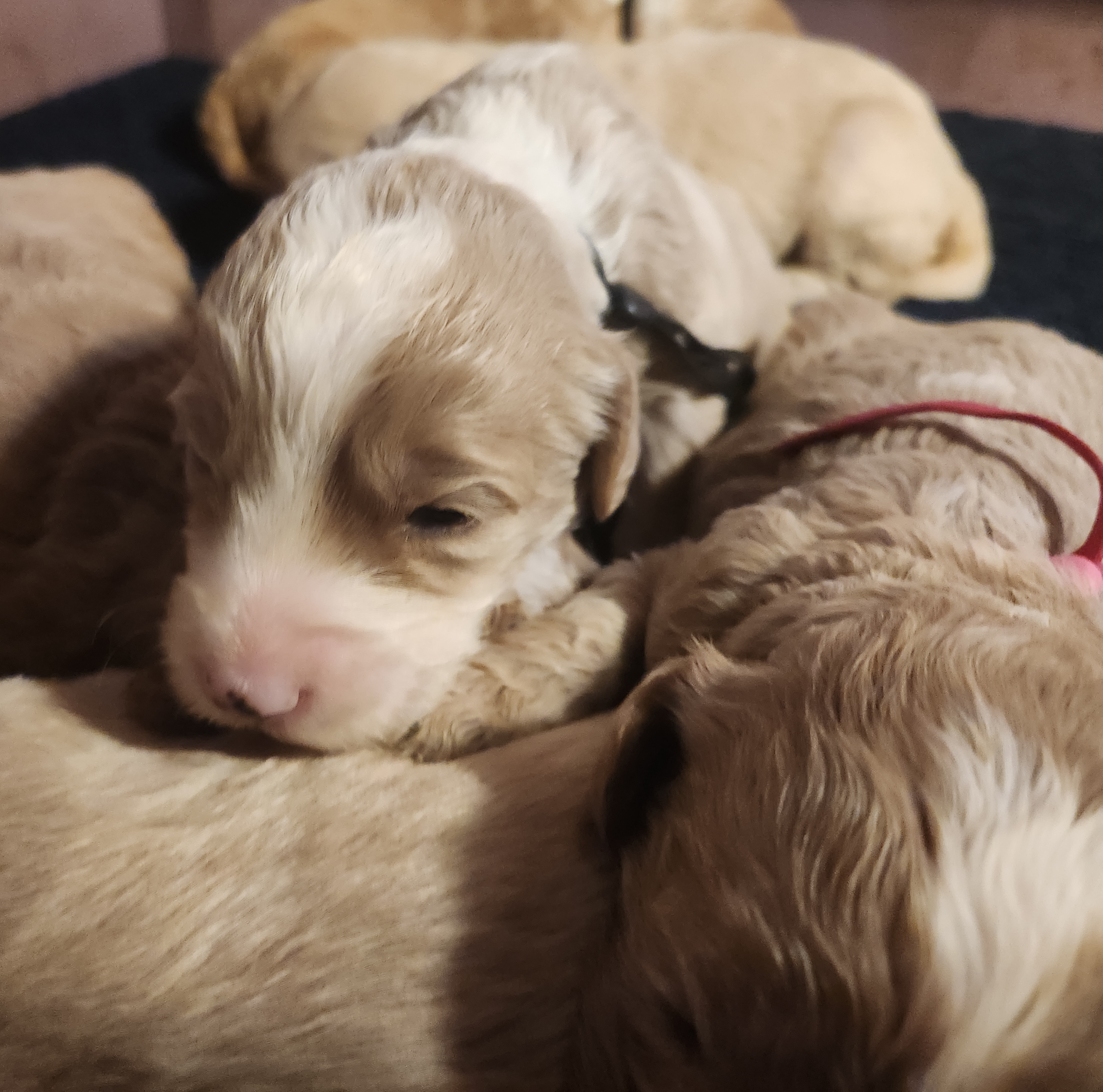 labradoodle