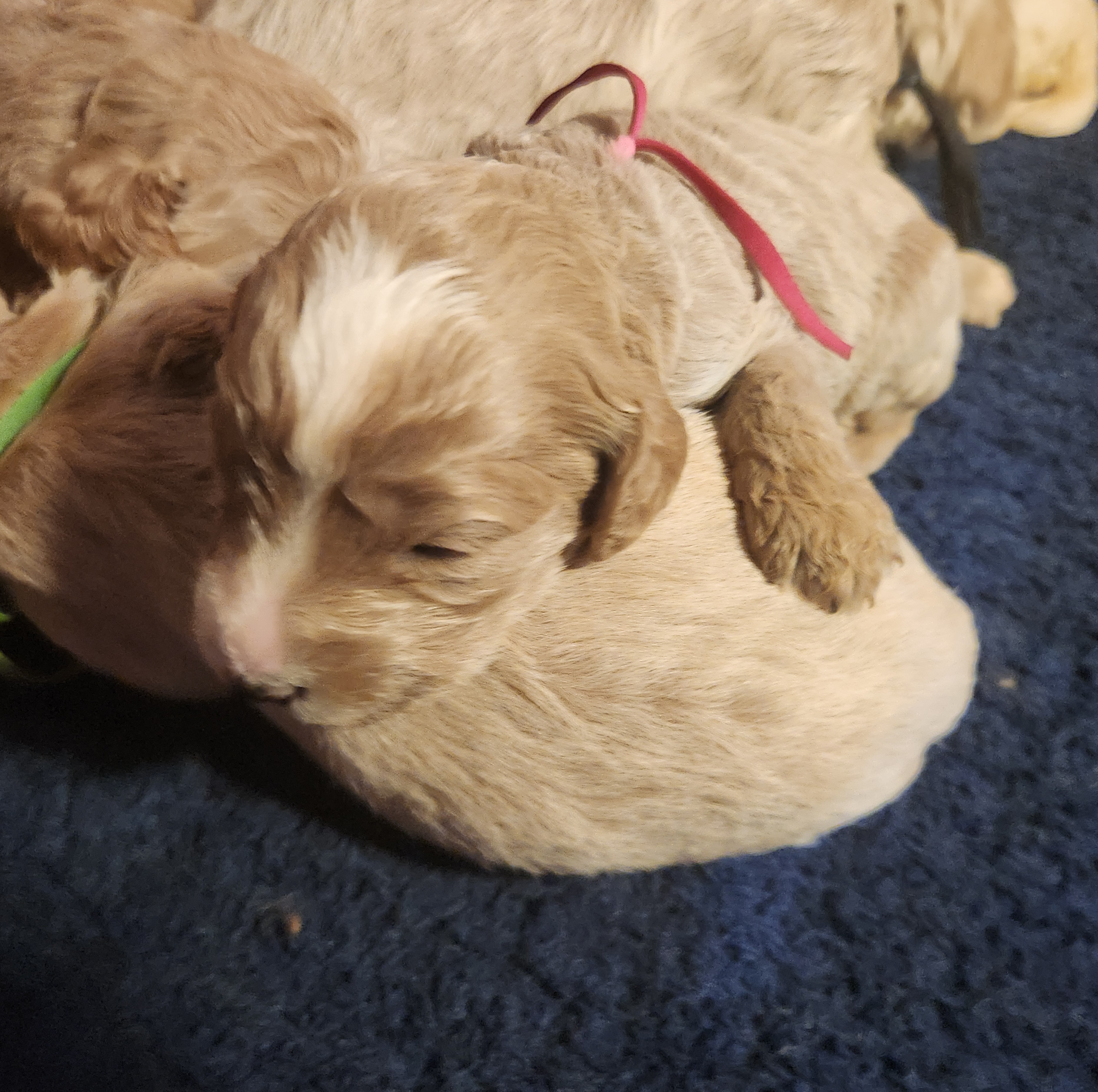 labradoodle