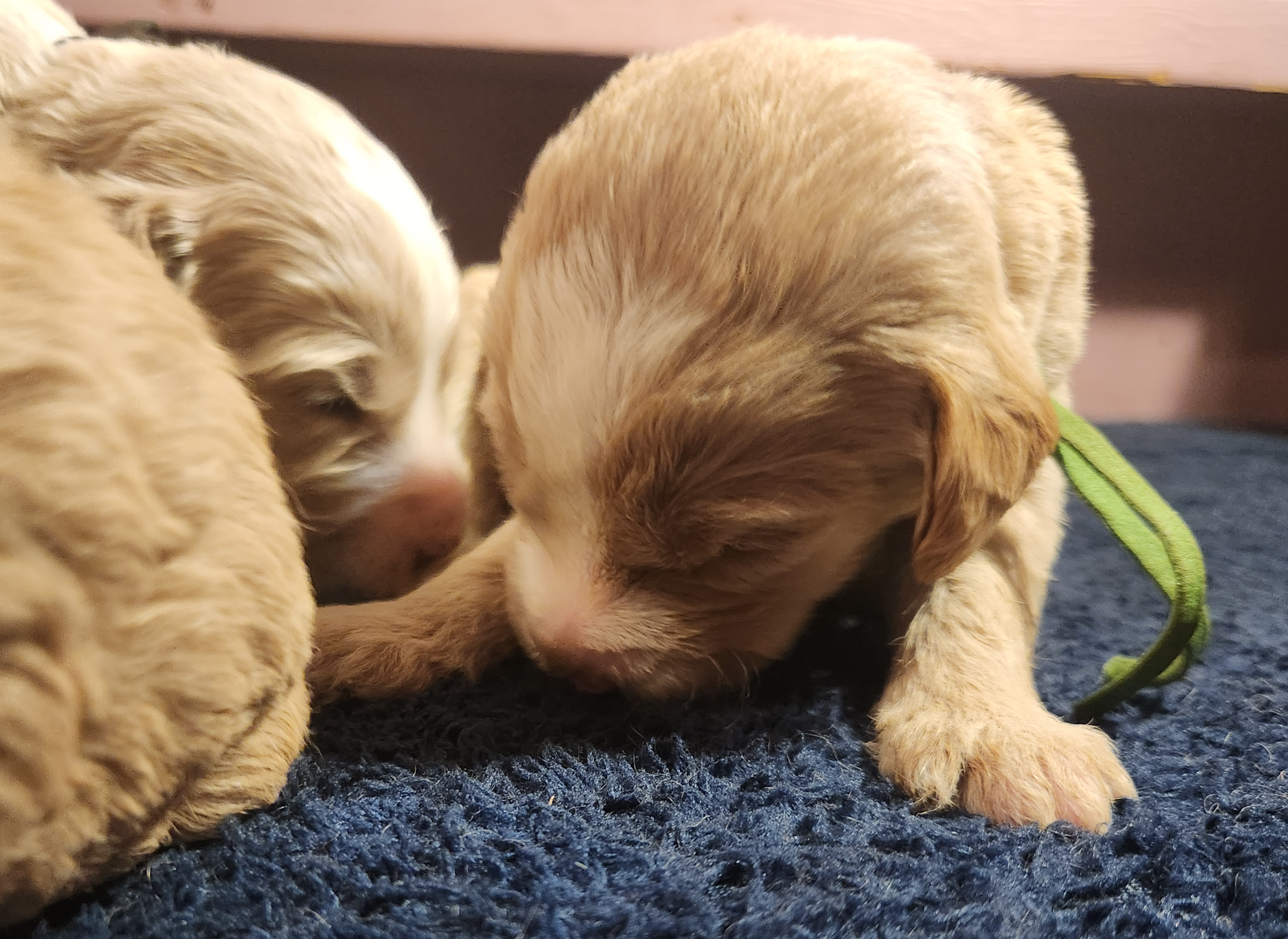 labradoodle