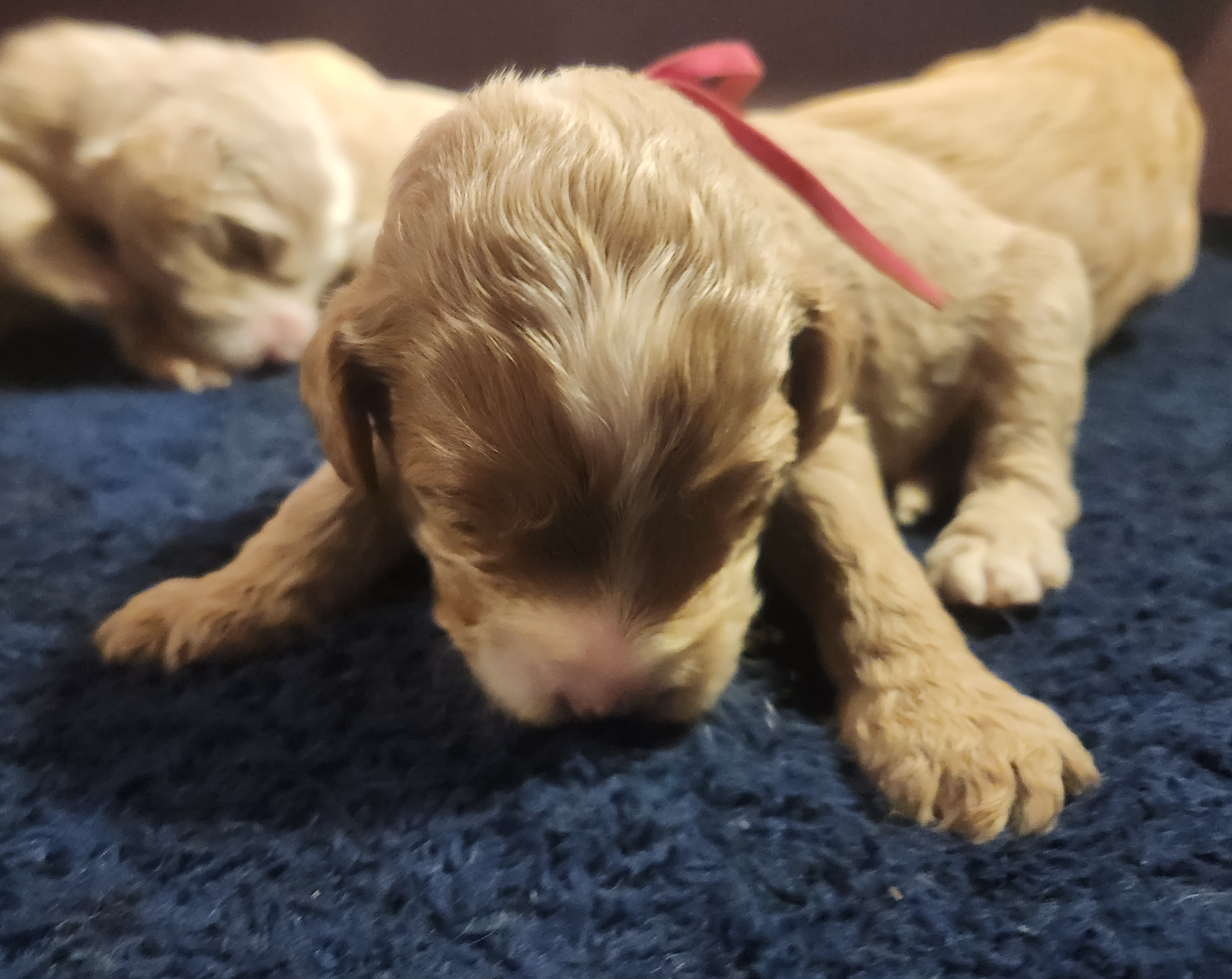 labradoodle