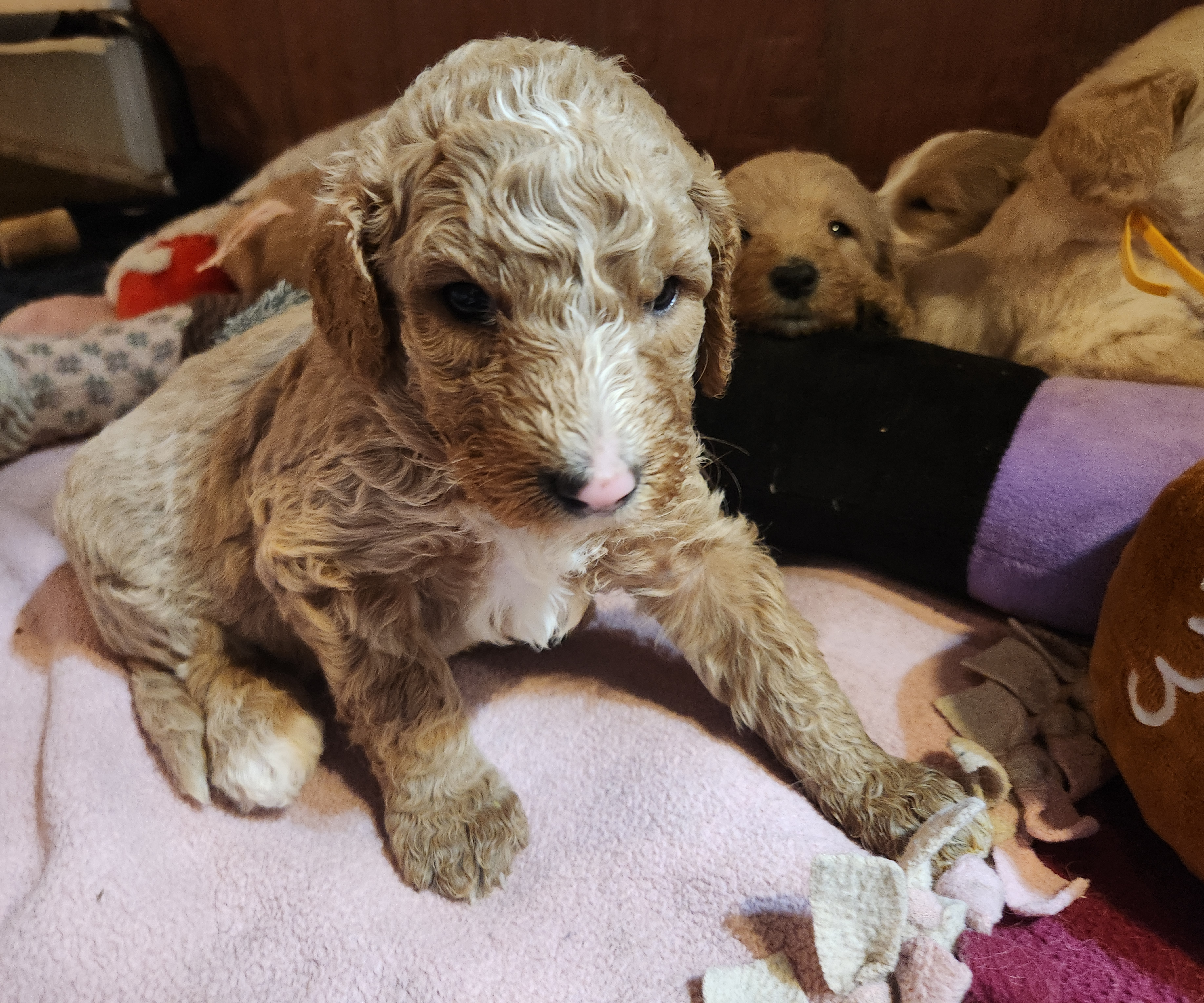 labradoodle