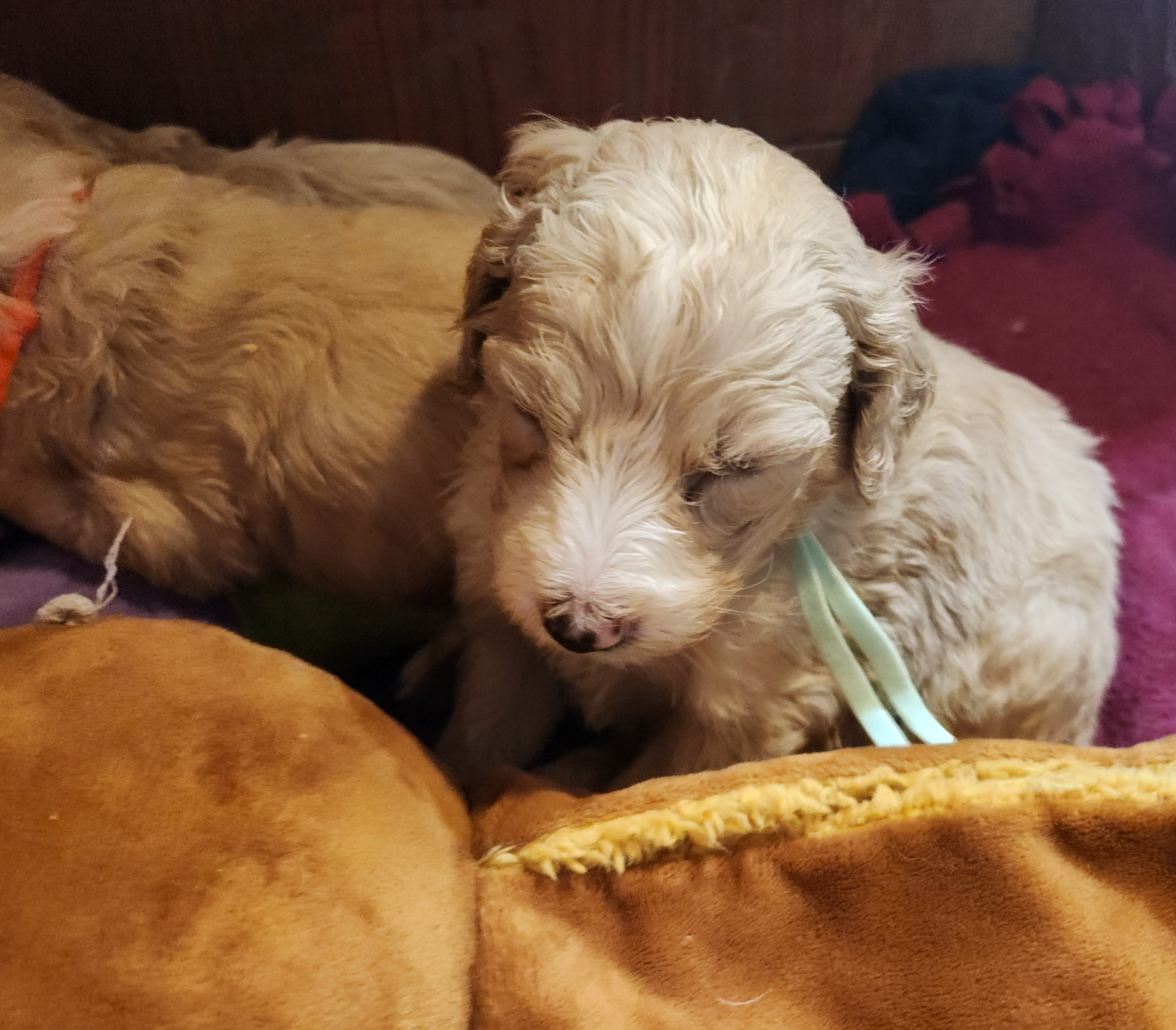 labradoodle