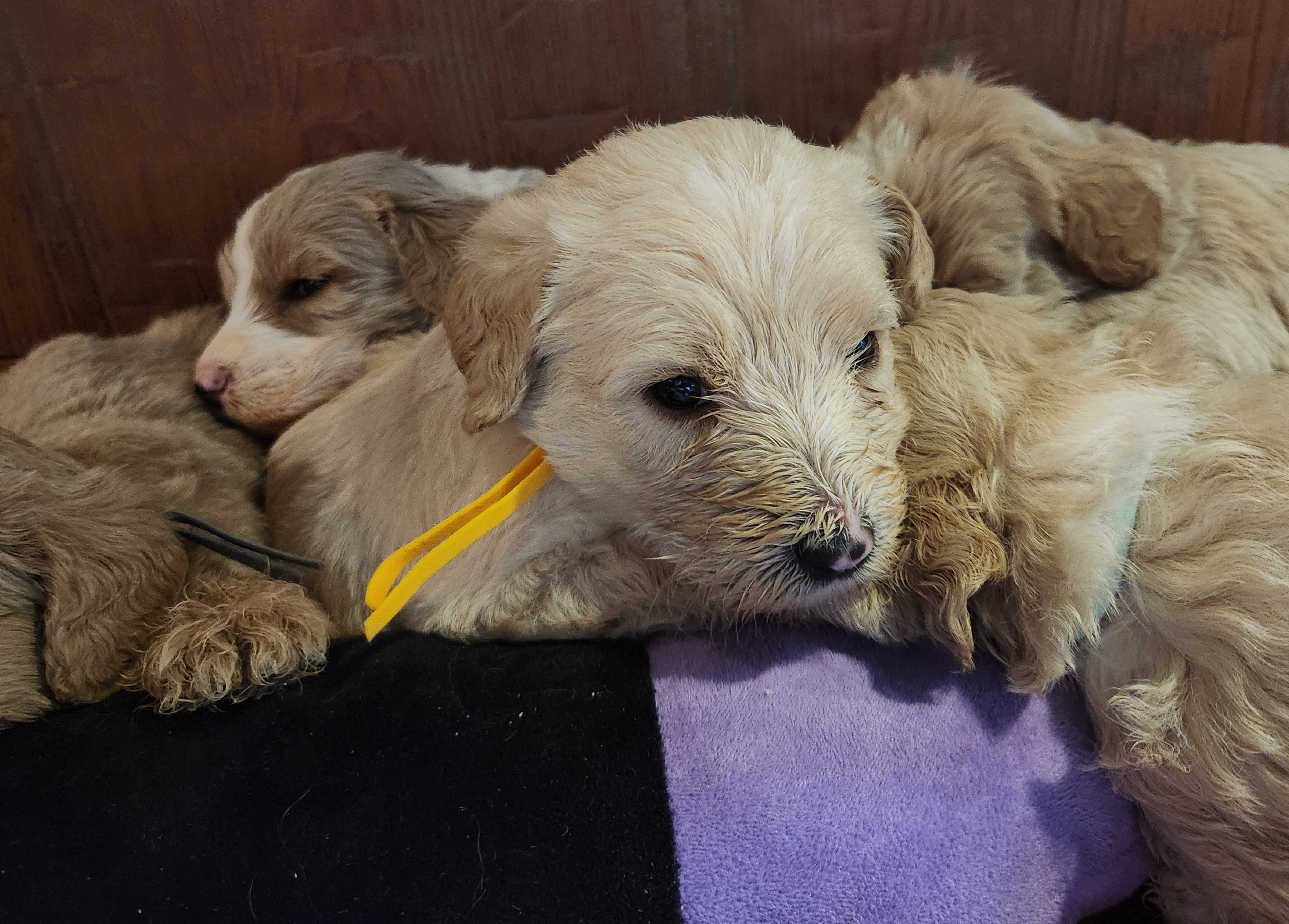 labradoodle