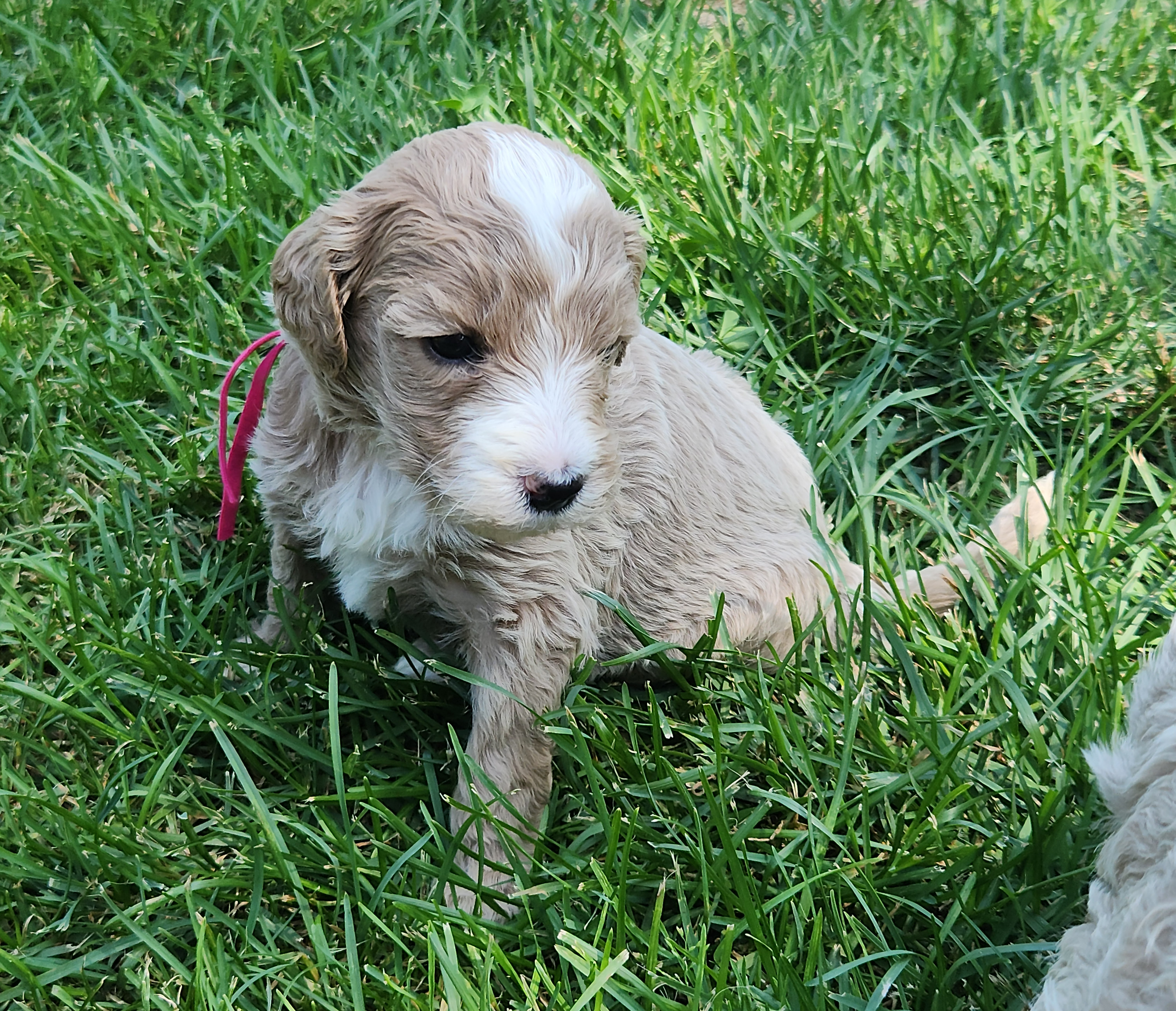 labradoodle