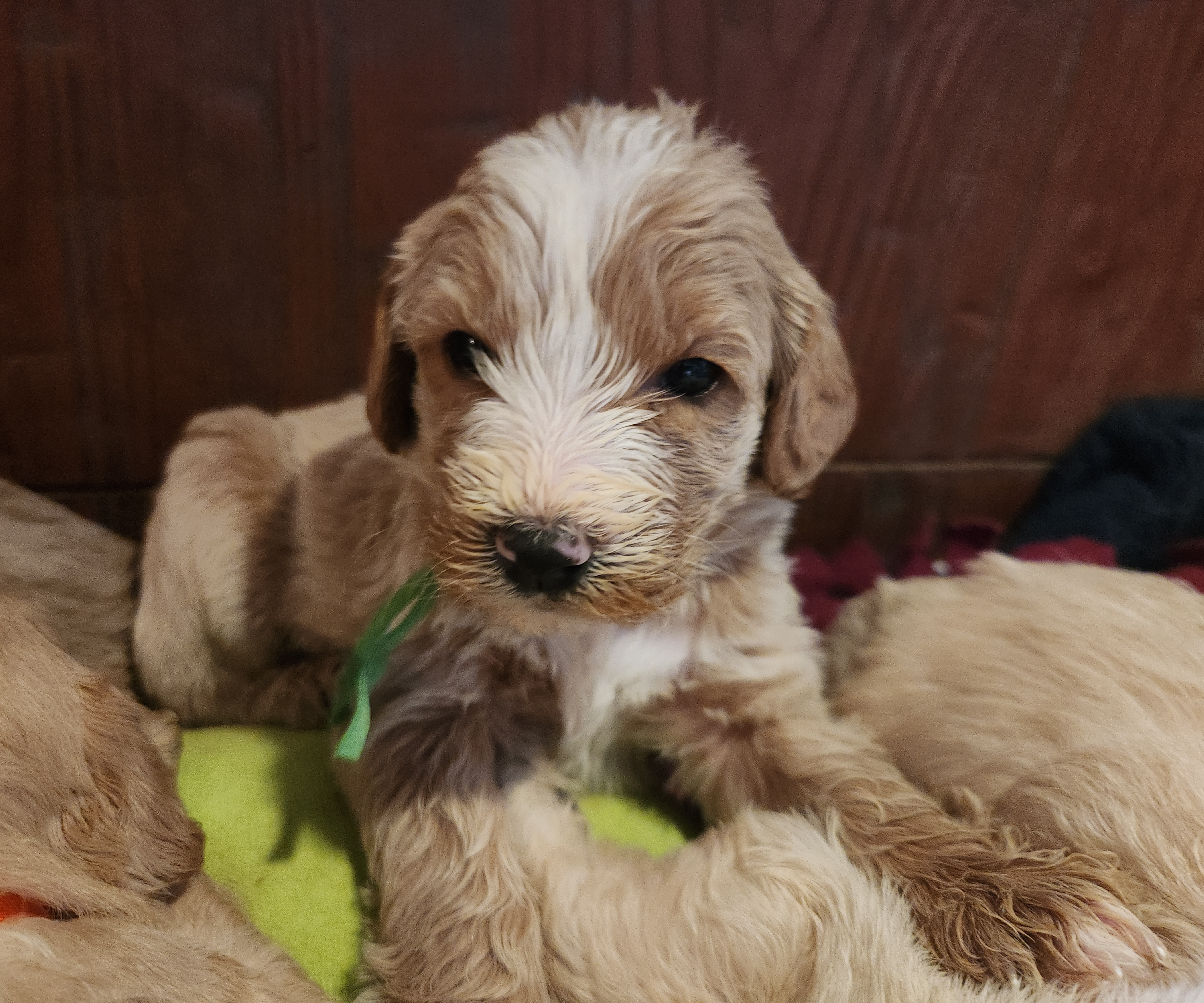 labradoodle