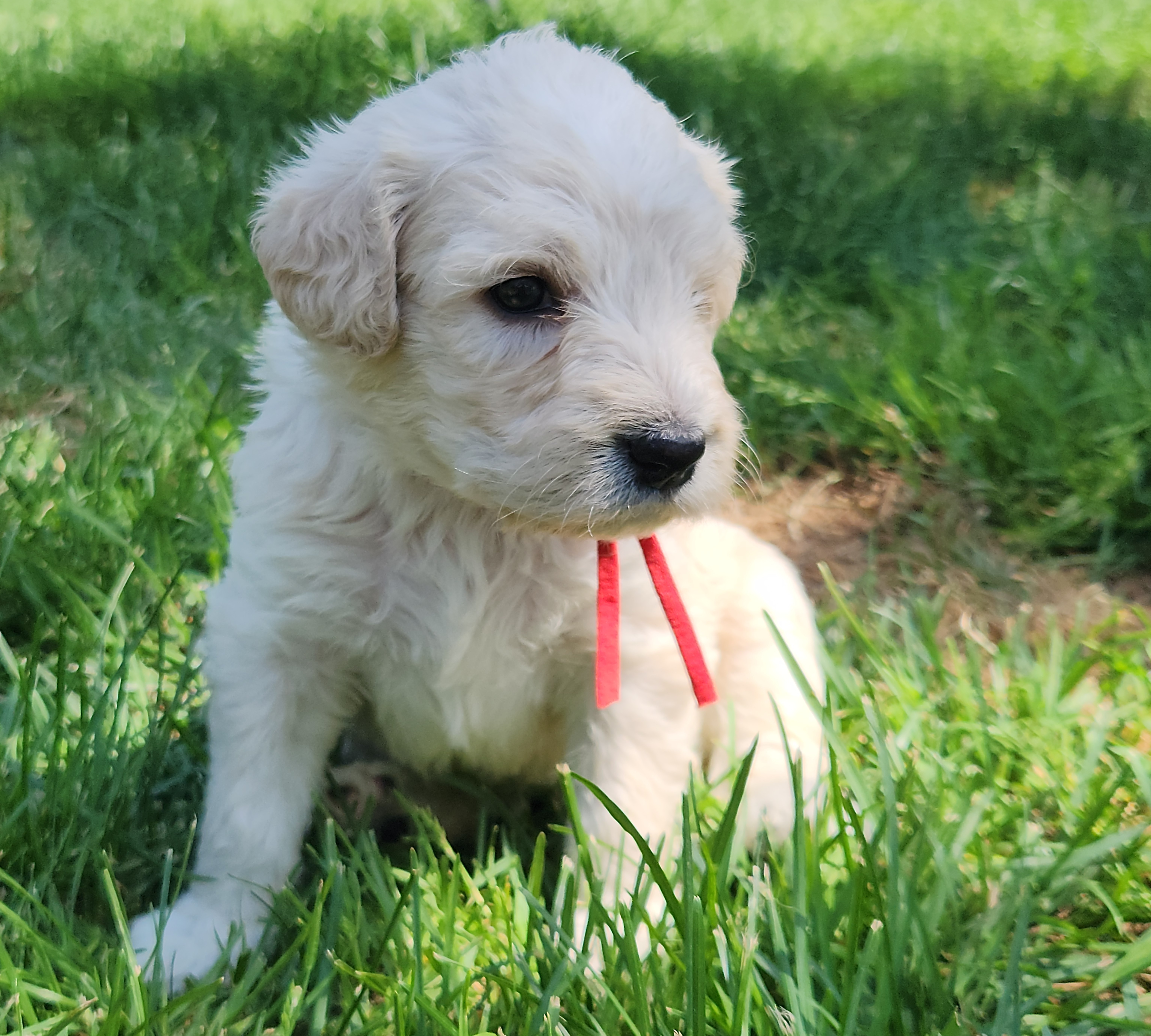 labradoodle