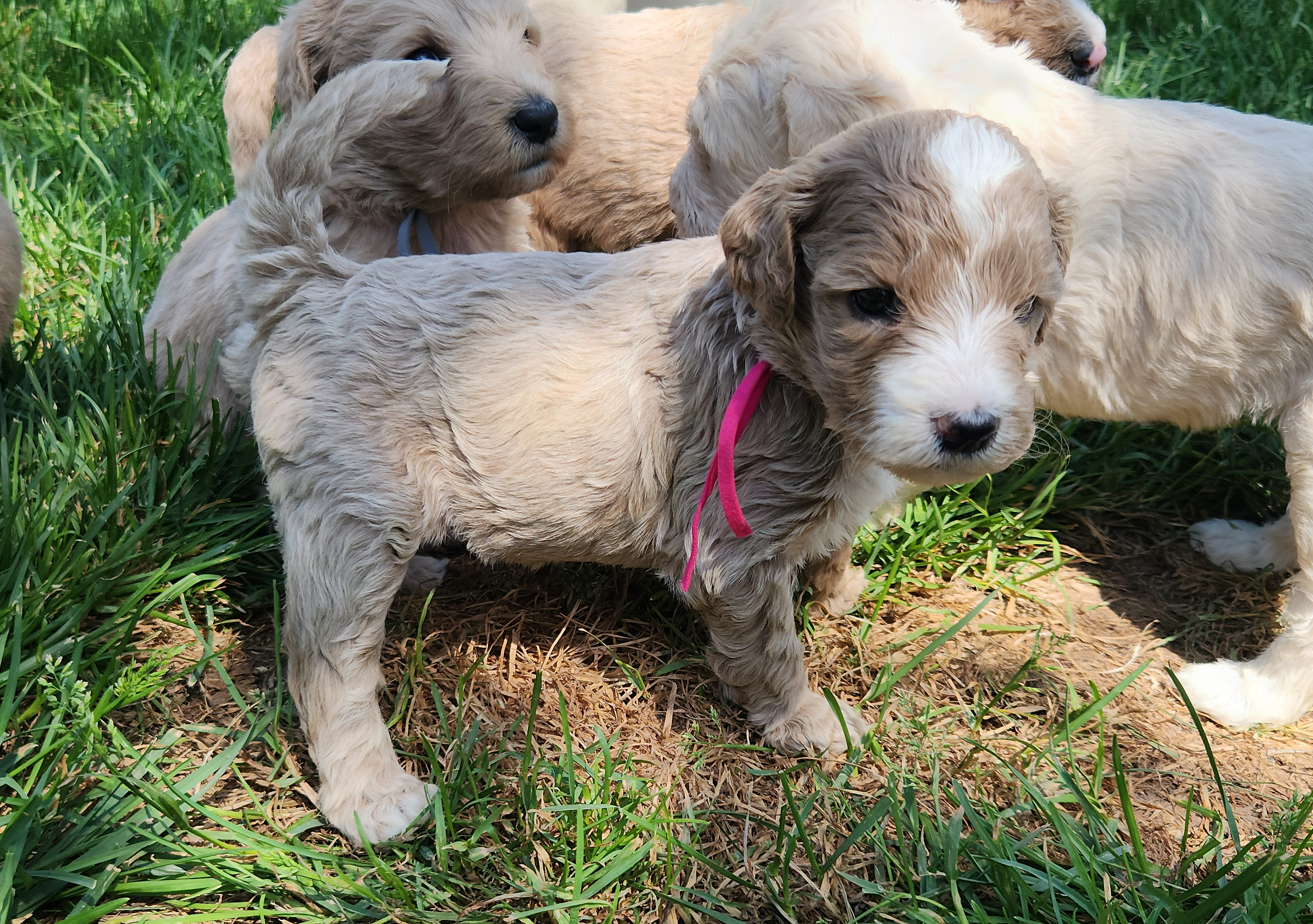 labradoodle