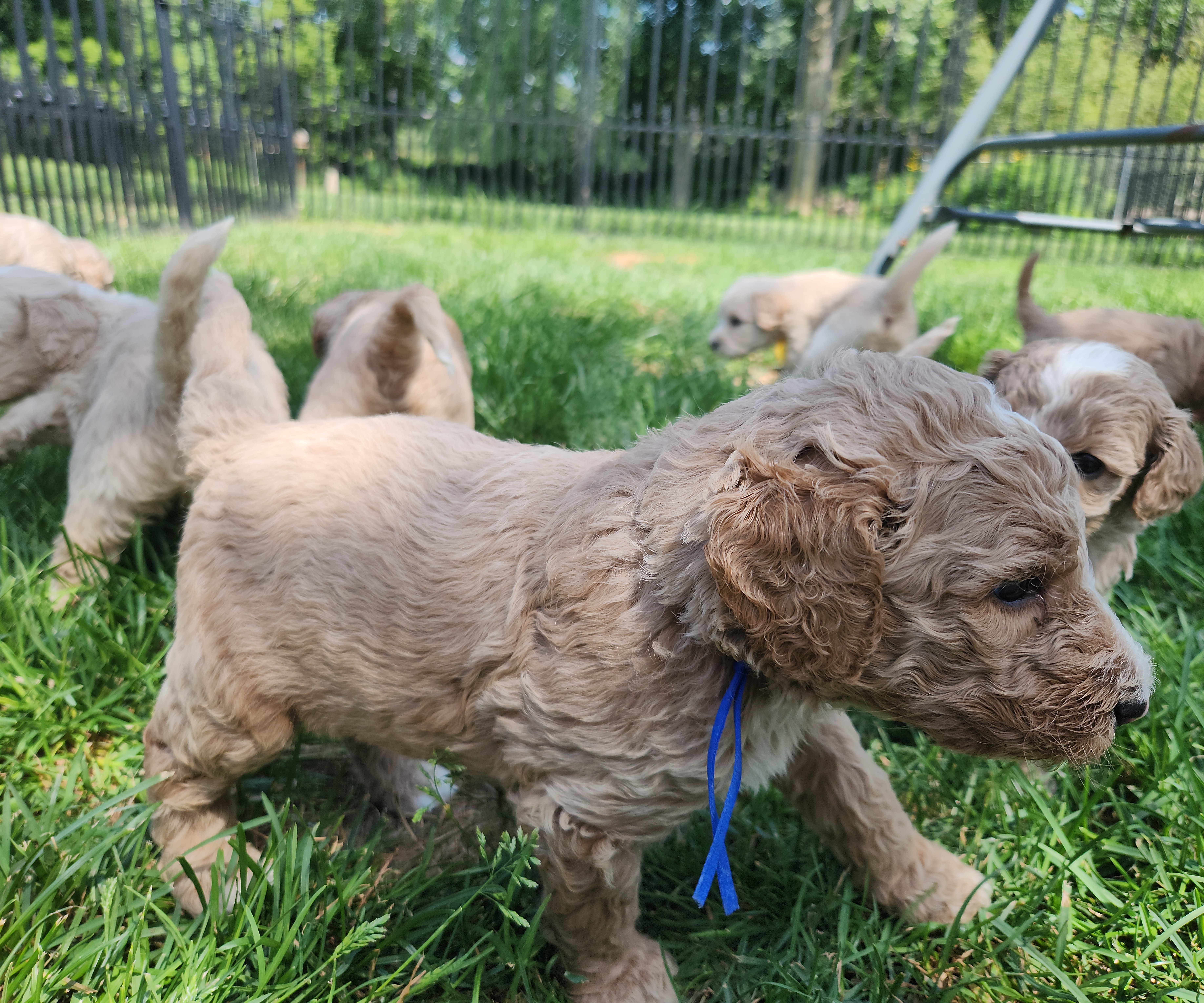 labradoodle