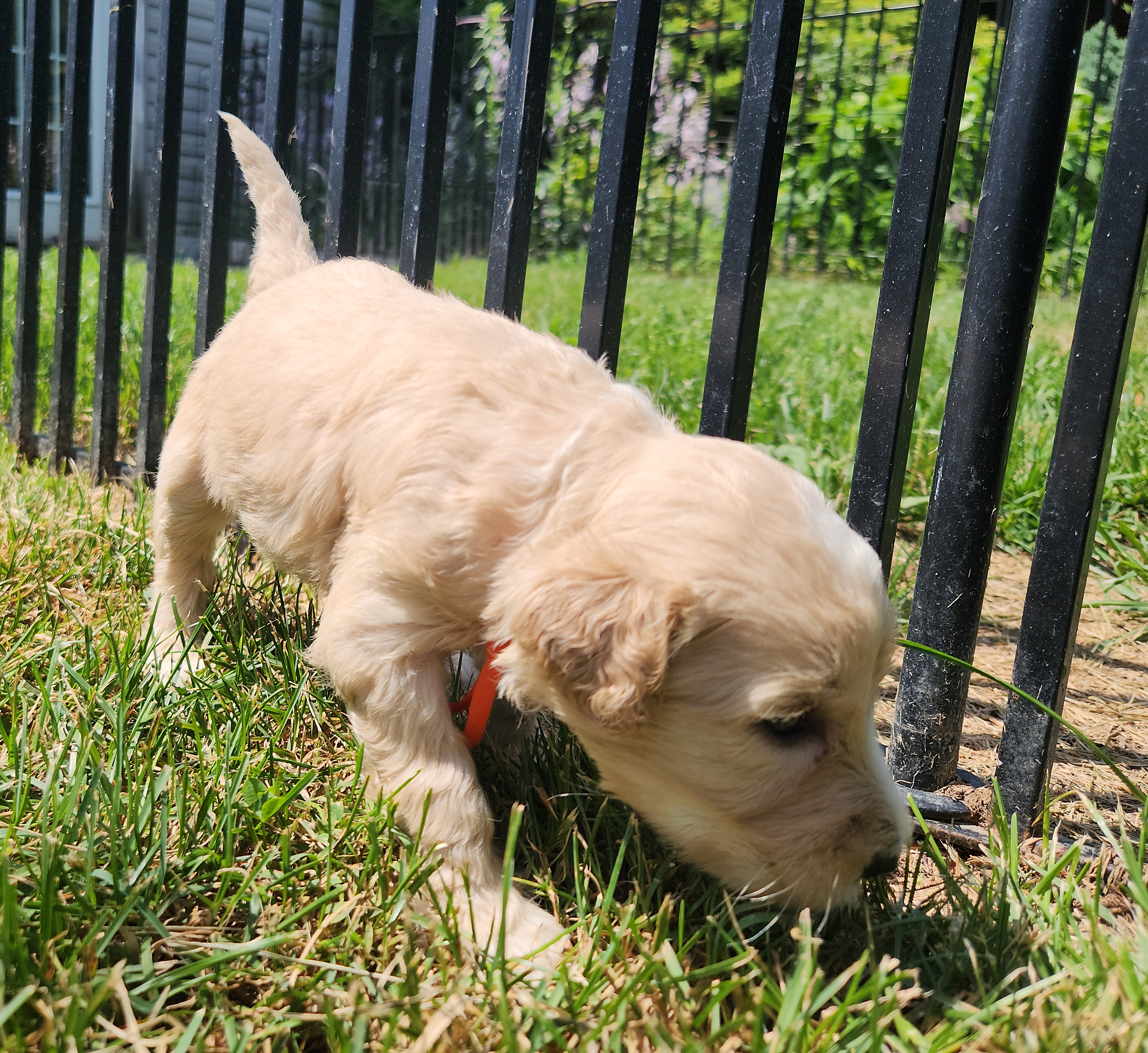 labradoodle