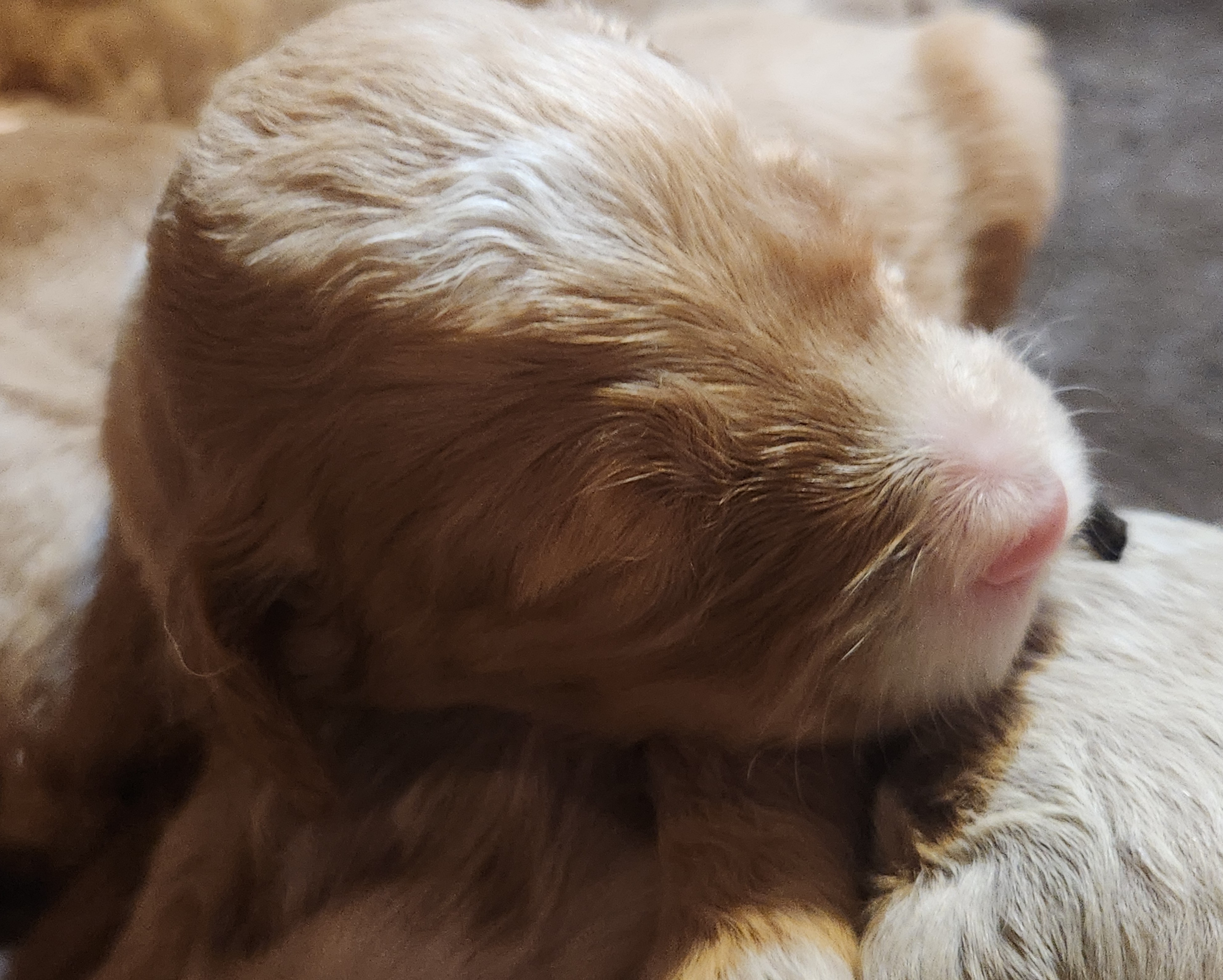 labradoodle