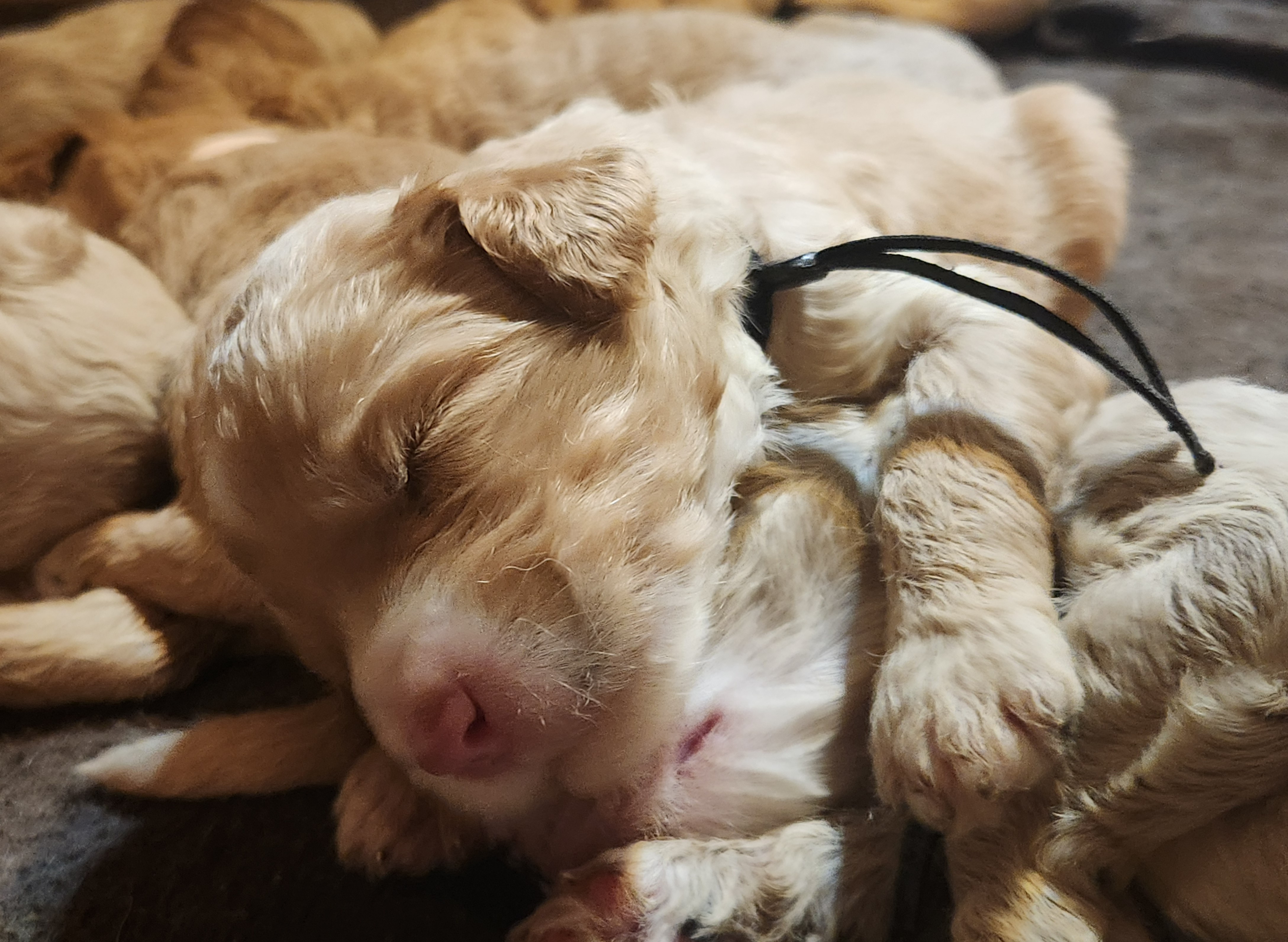 labradoodle