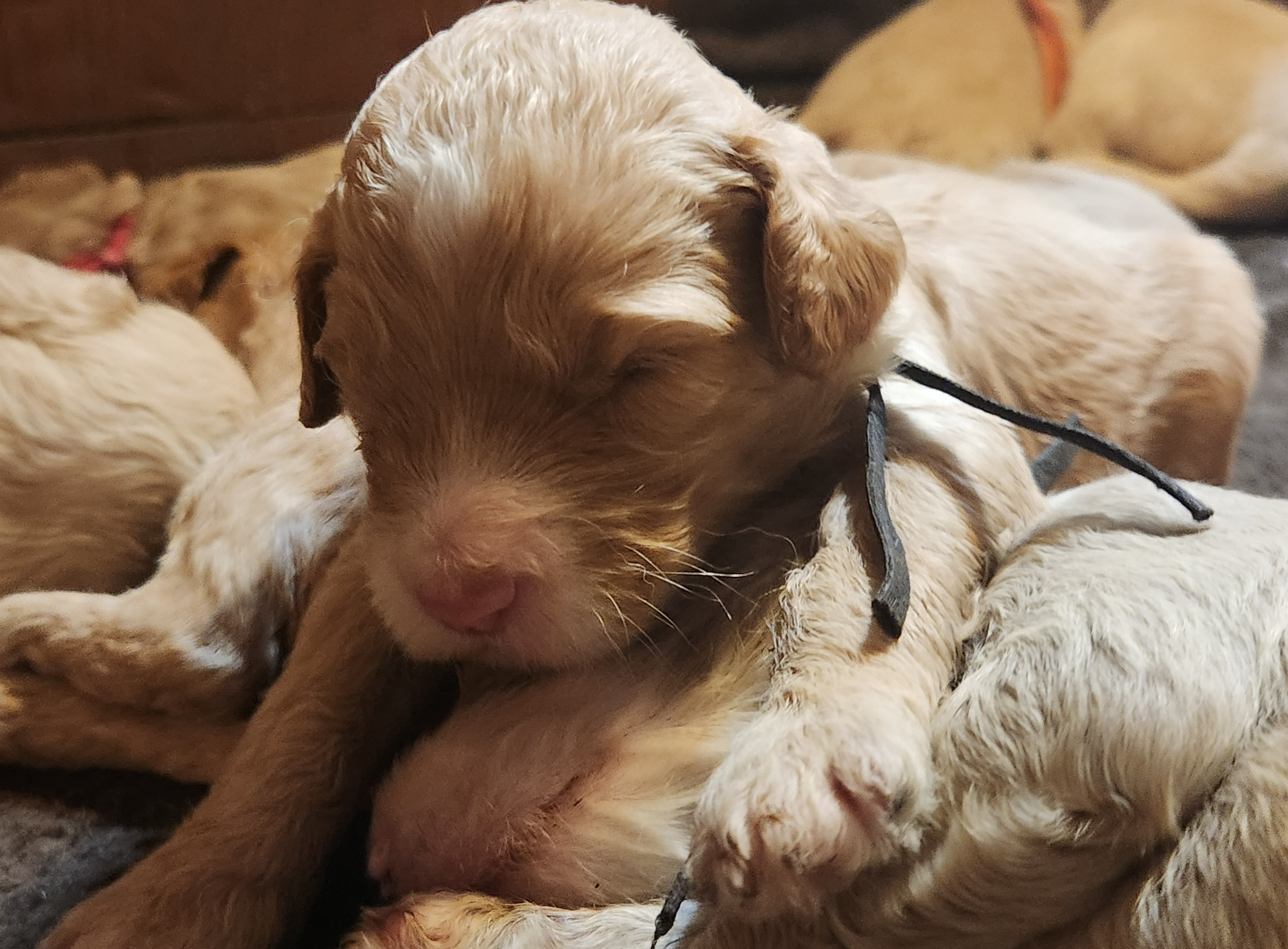 labradoodle