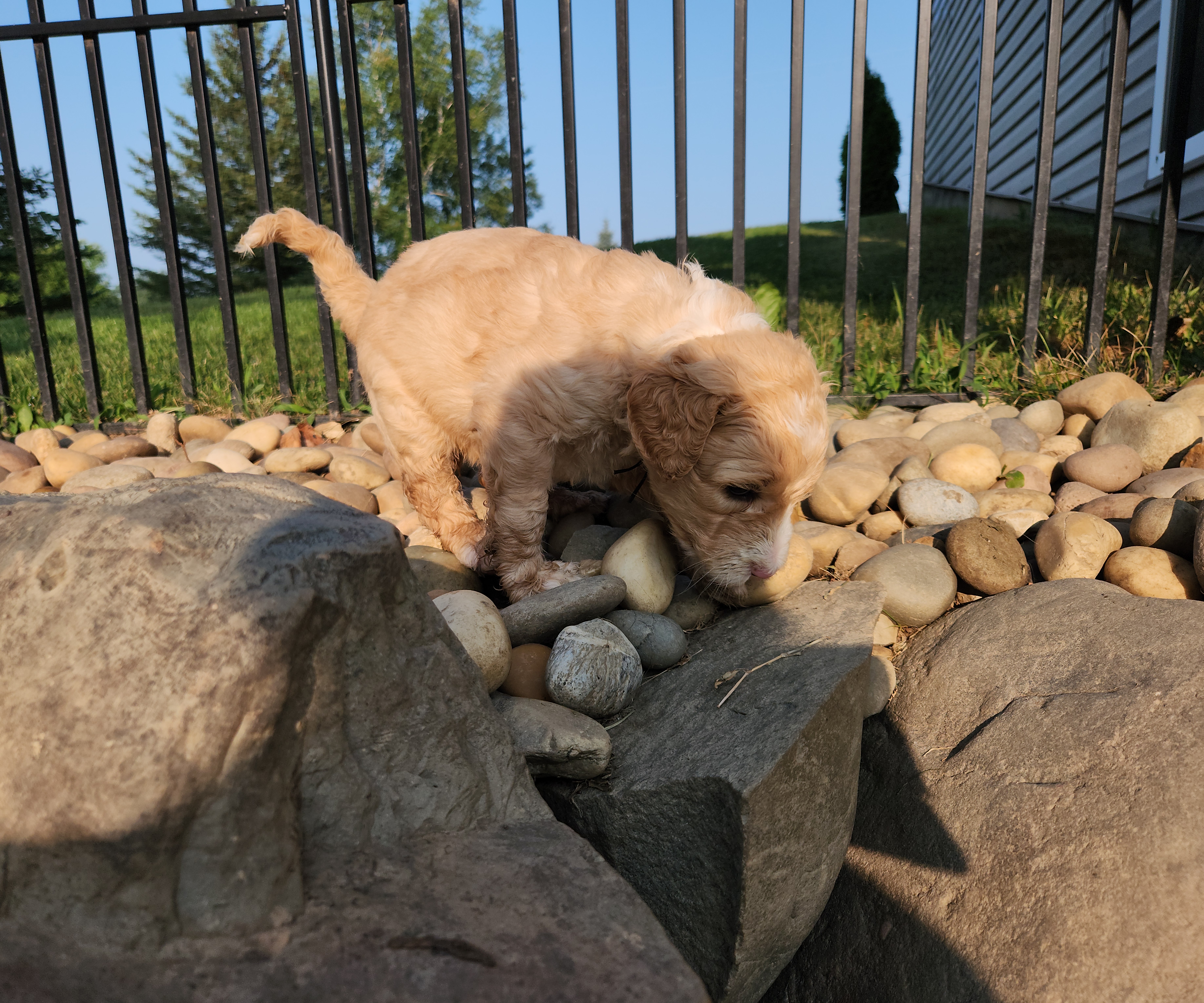 labradoodle