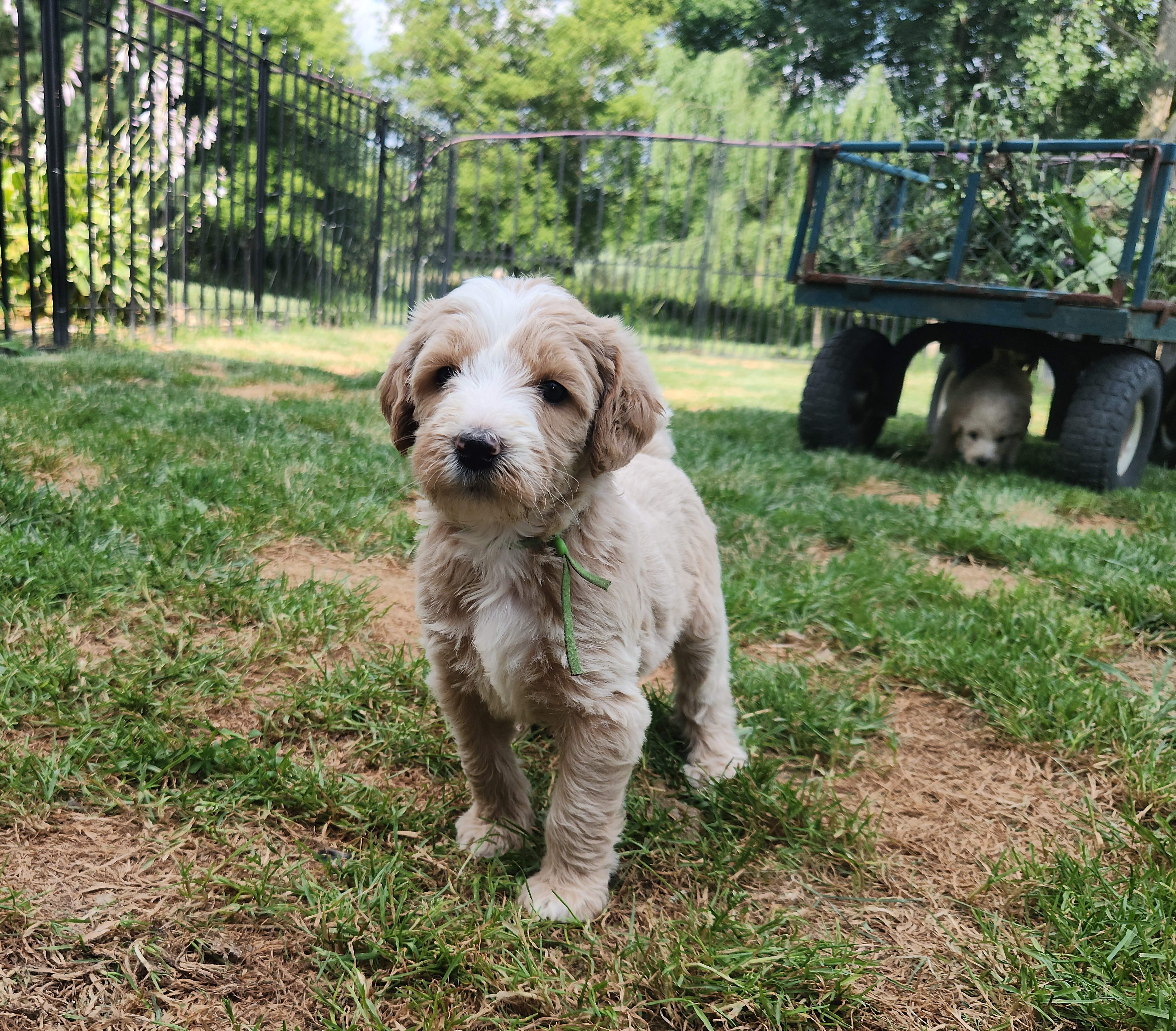 labradoodle