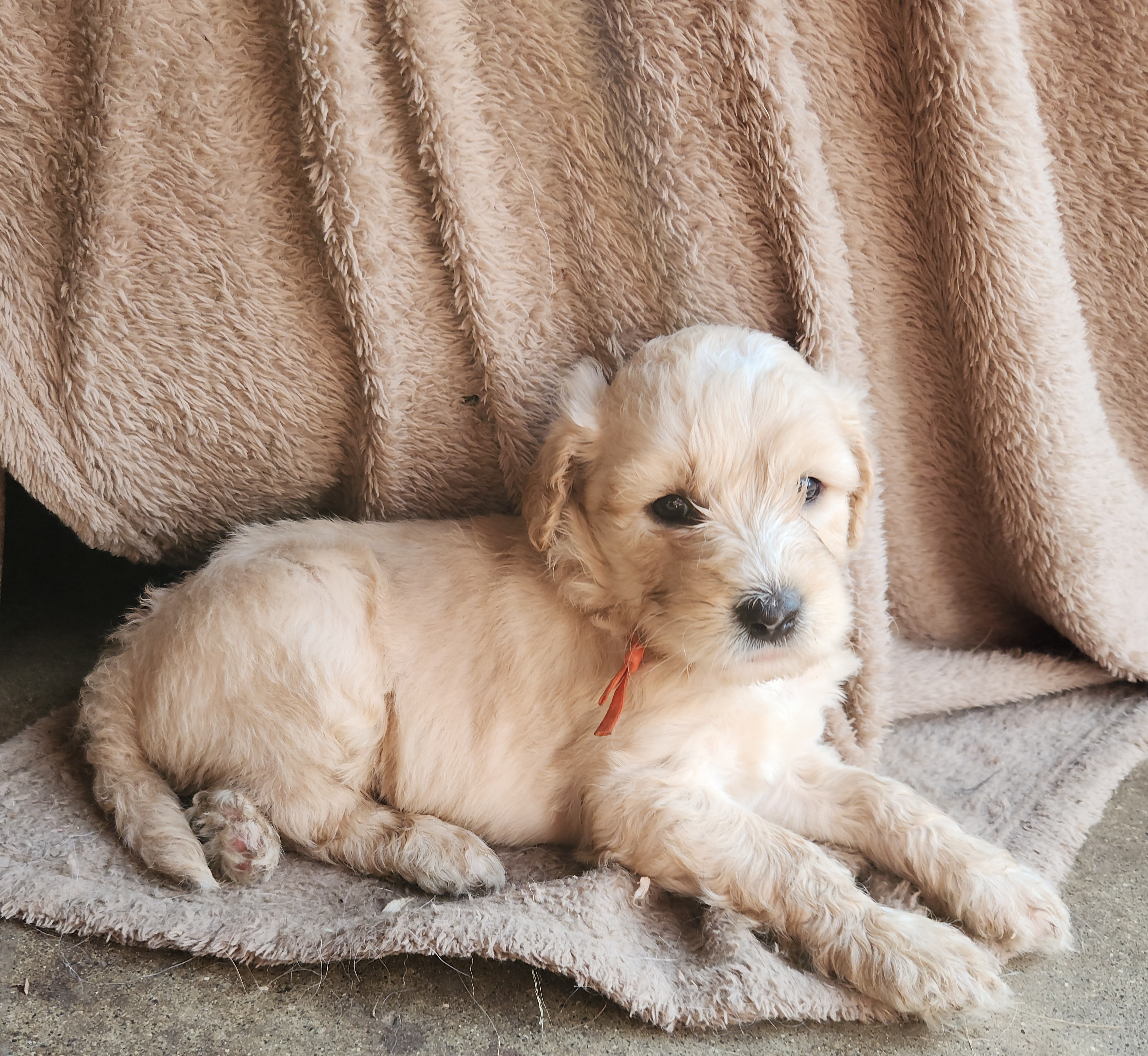 labradoodle