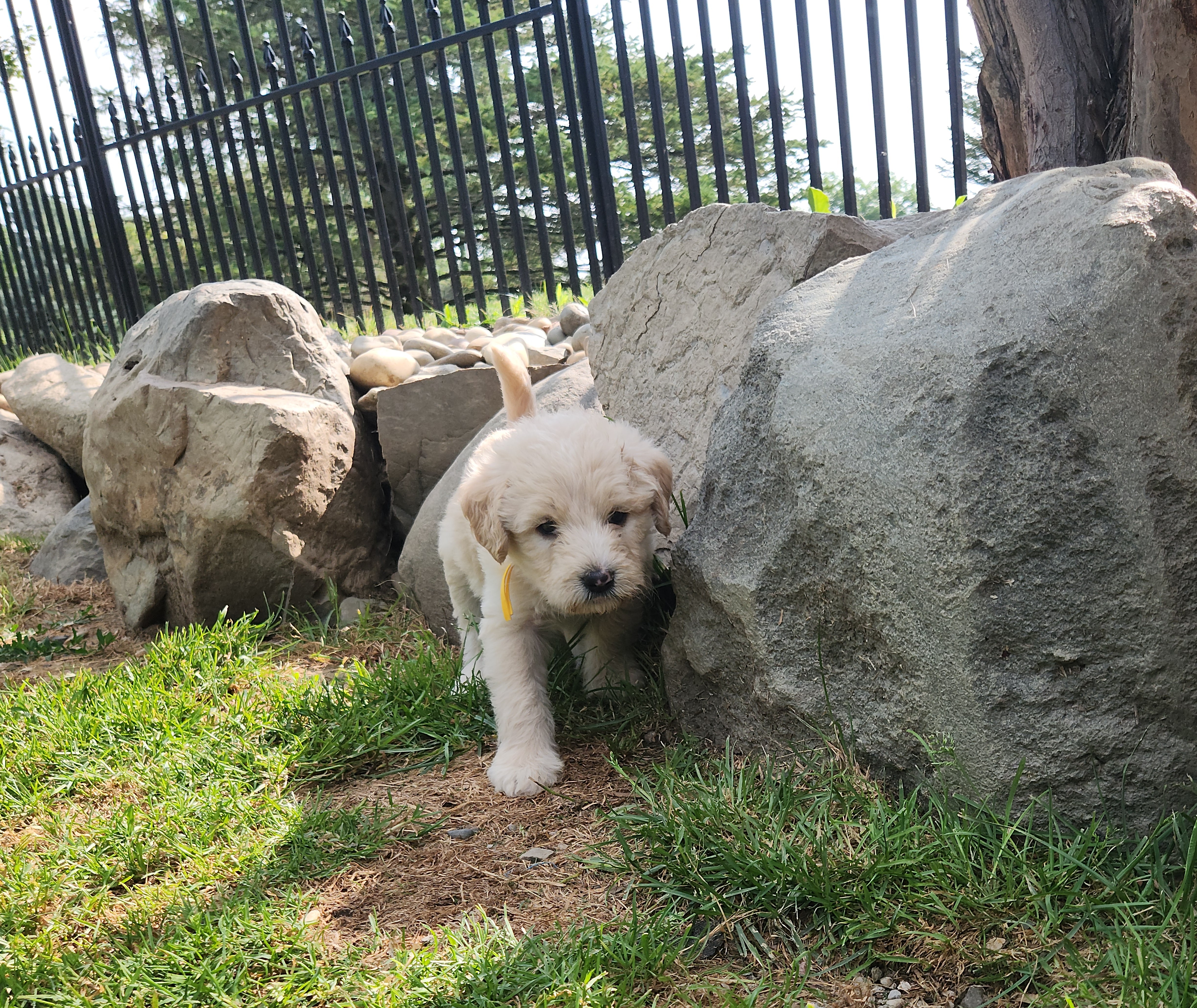 labradoodle