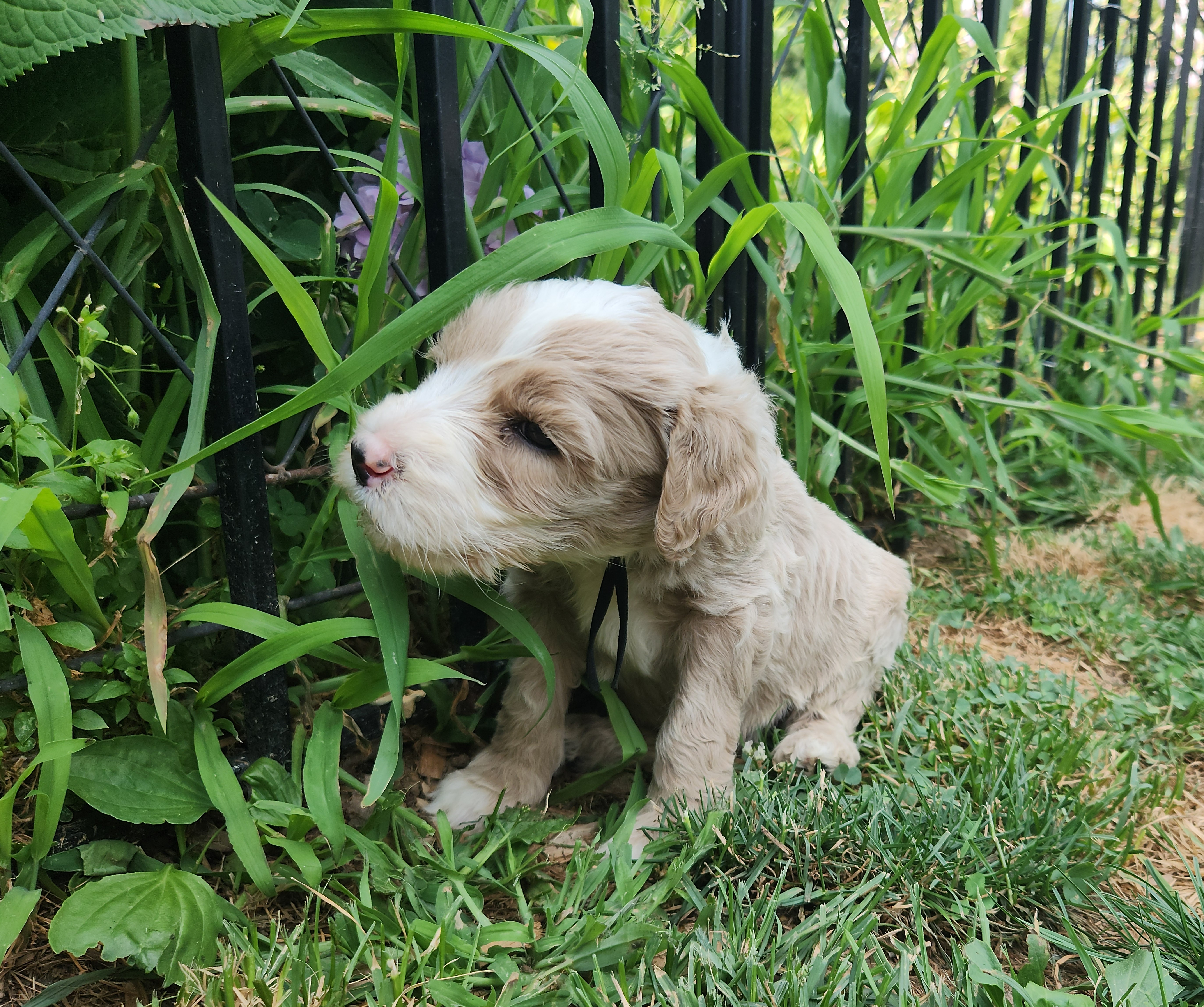 labradoodle