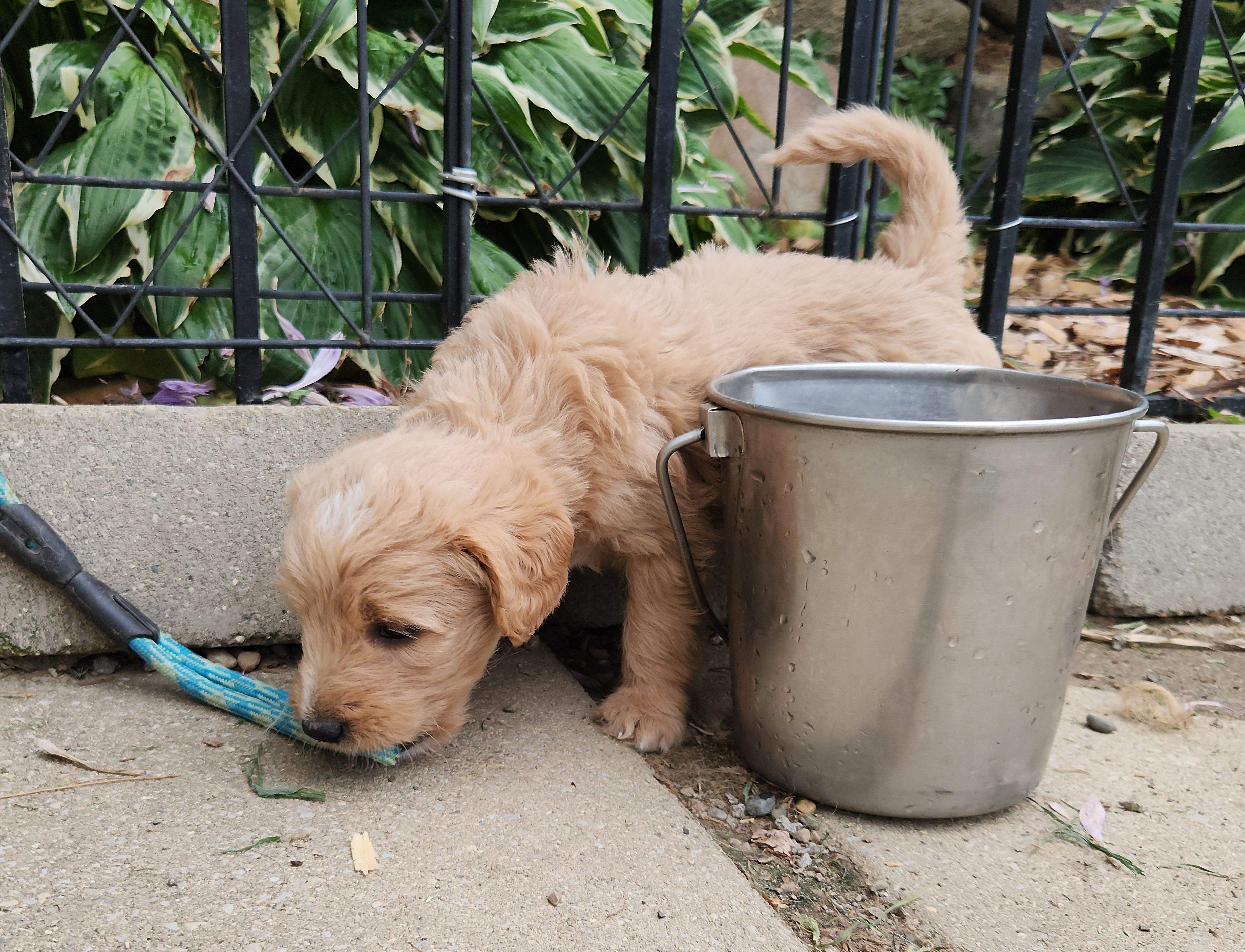 labradoodle