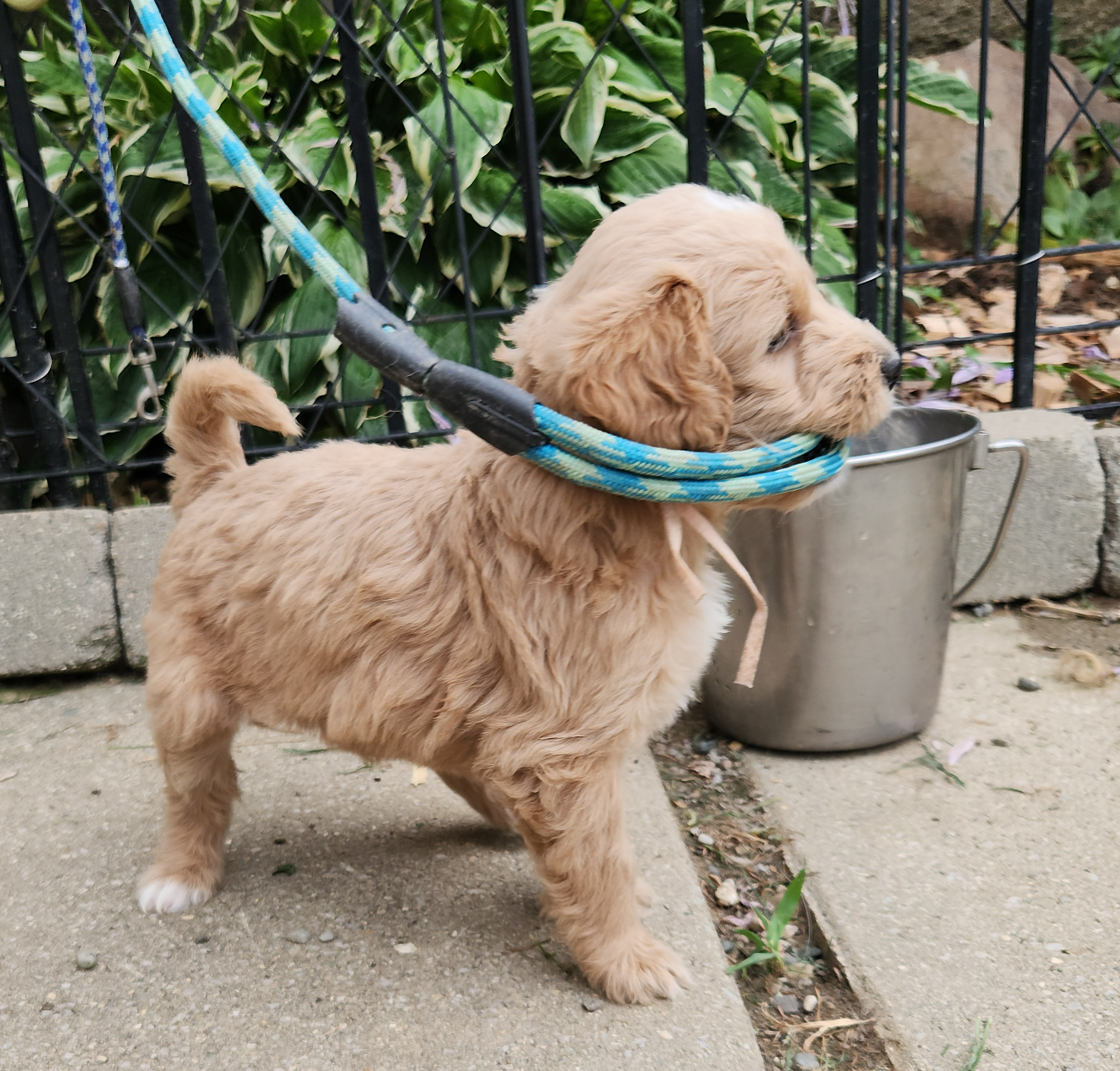 labradoodle