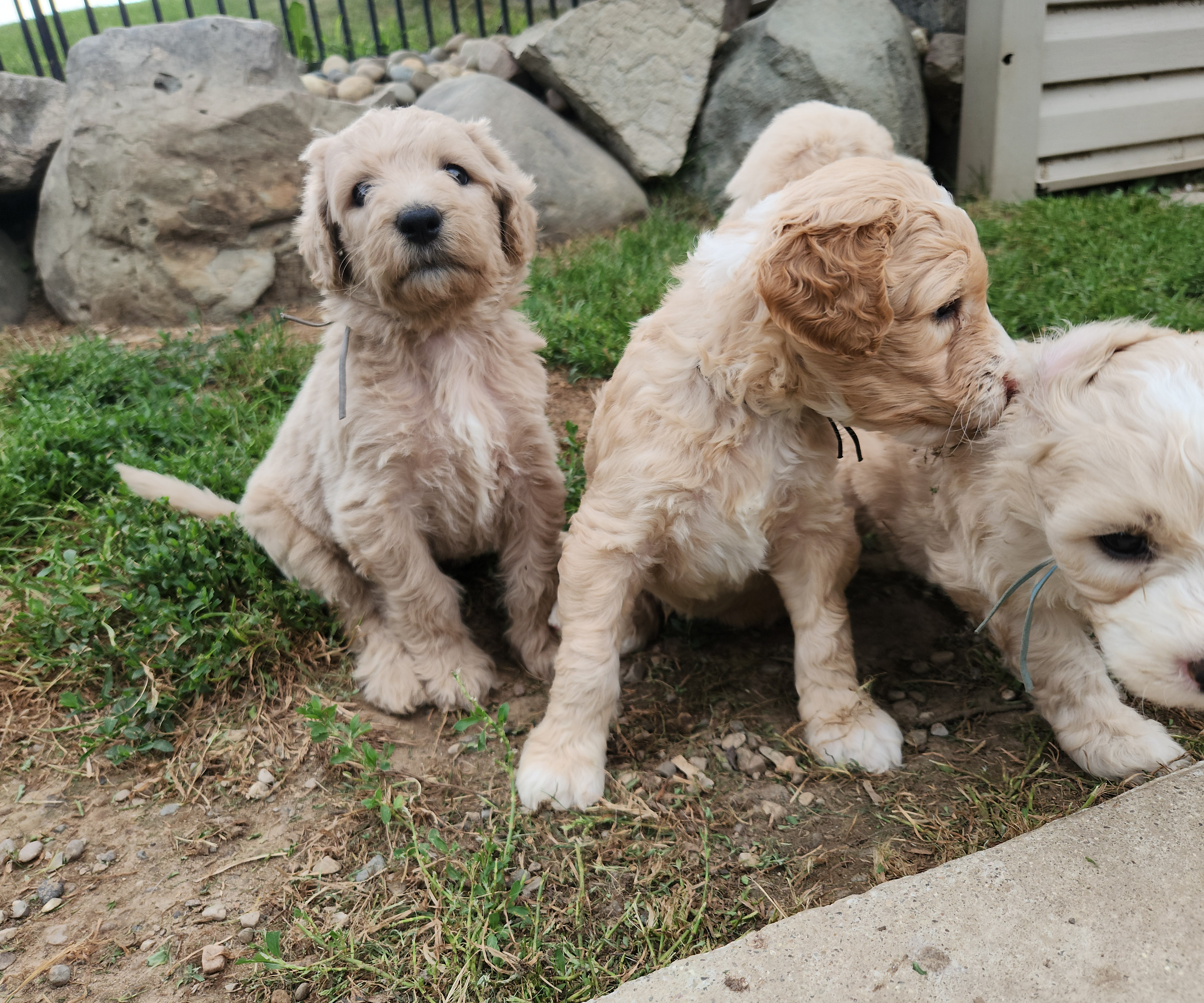 labradoodle