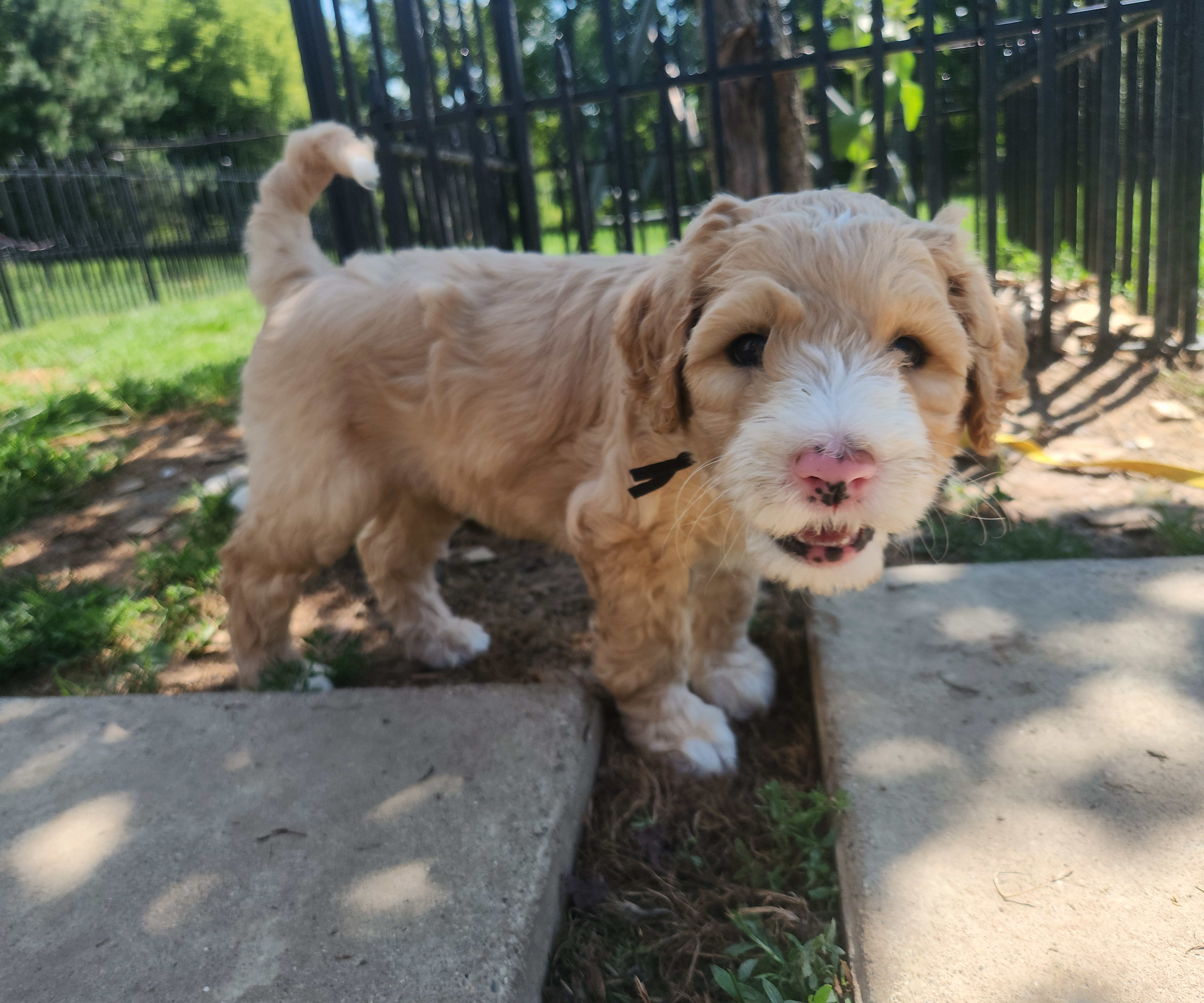 labradoodle