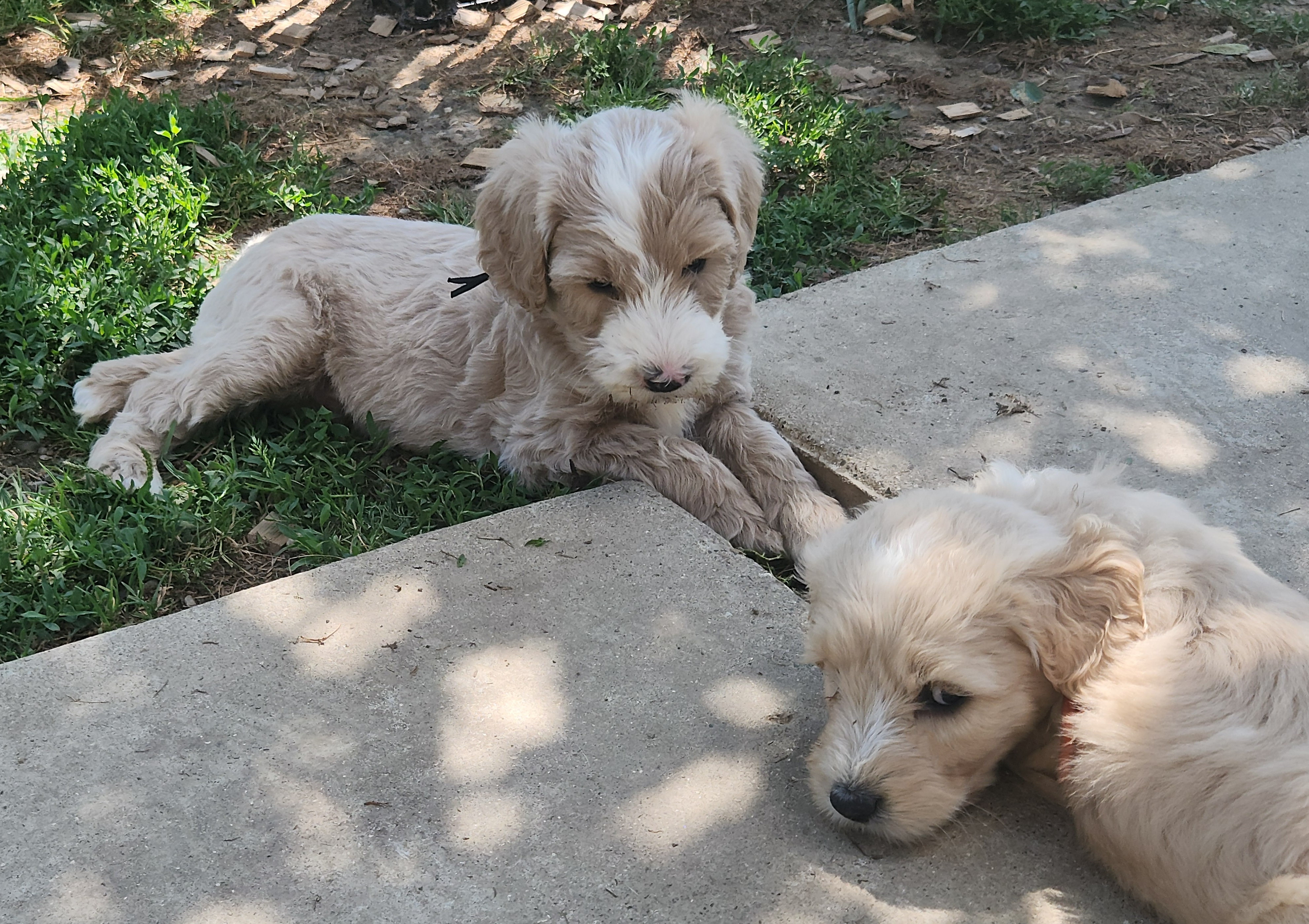 labradoodle