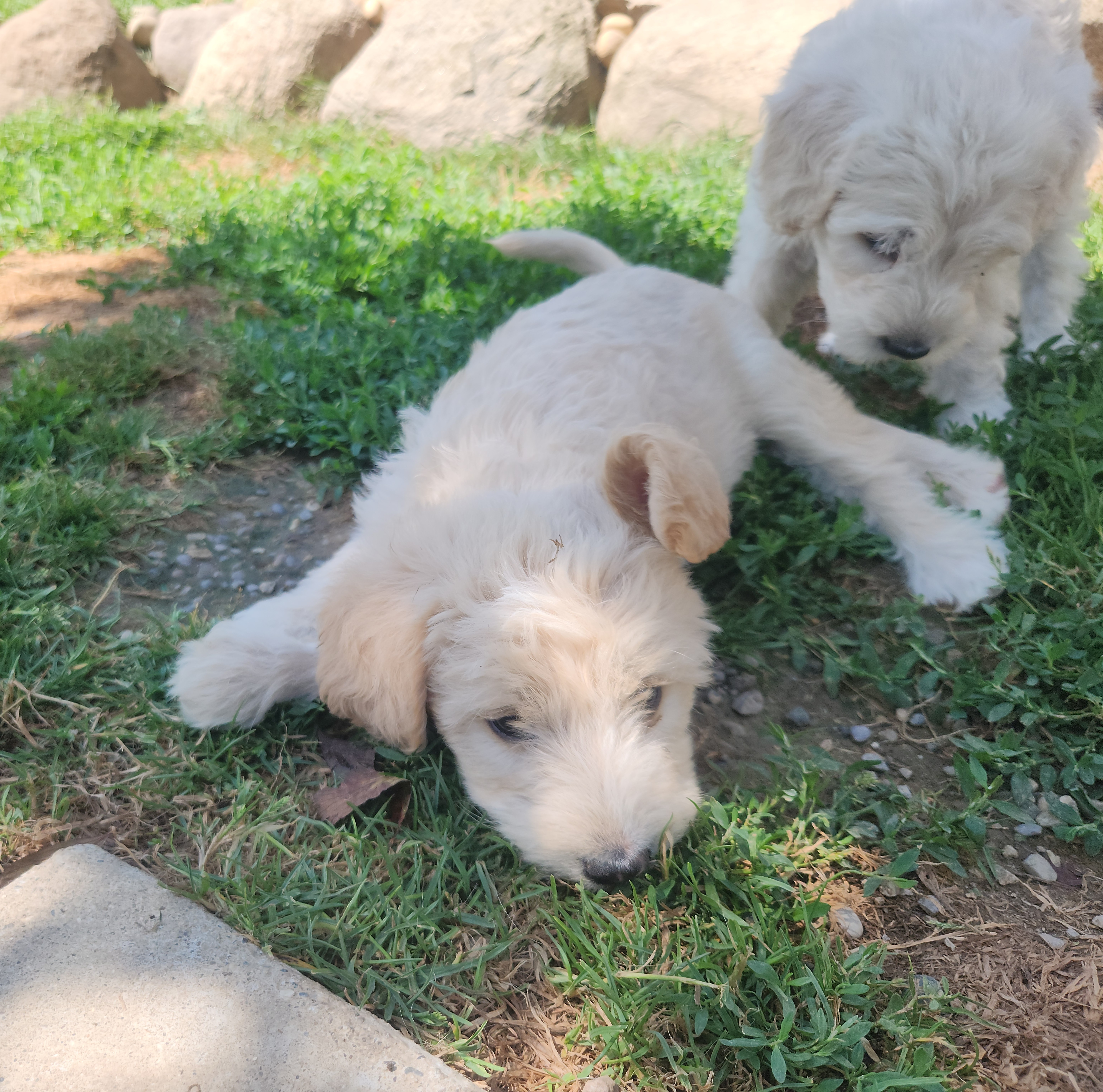 labradoodle