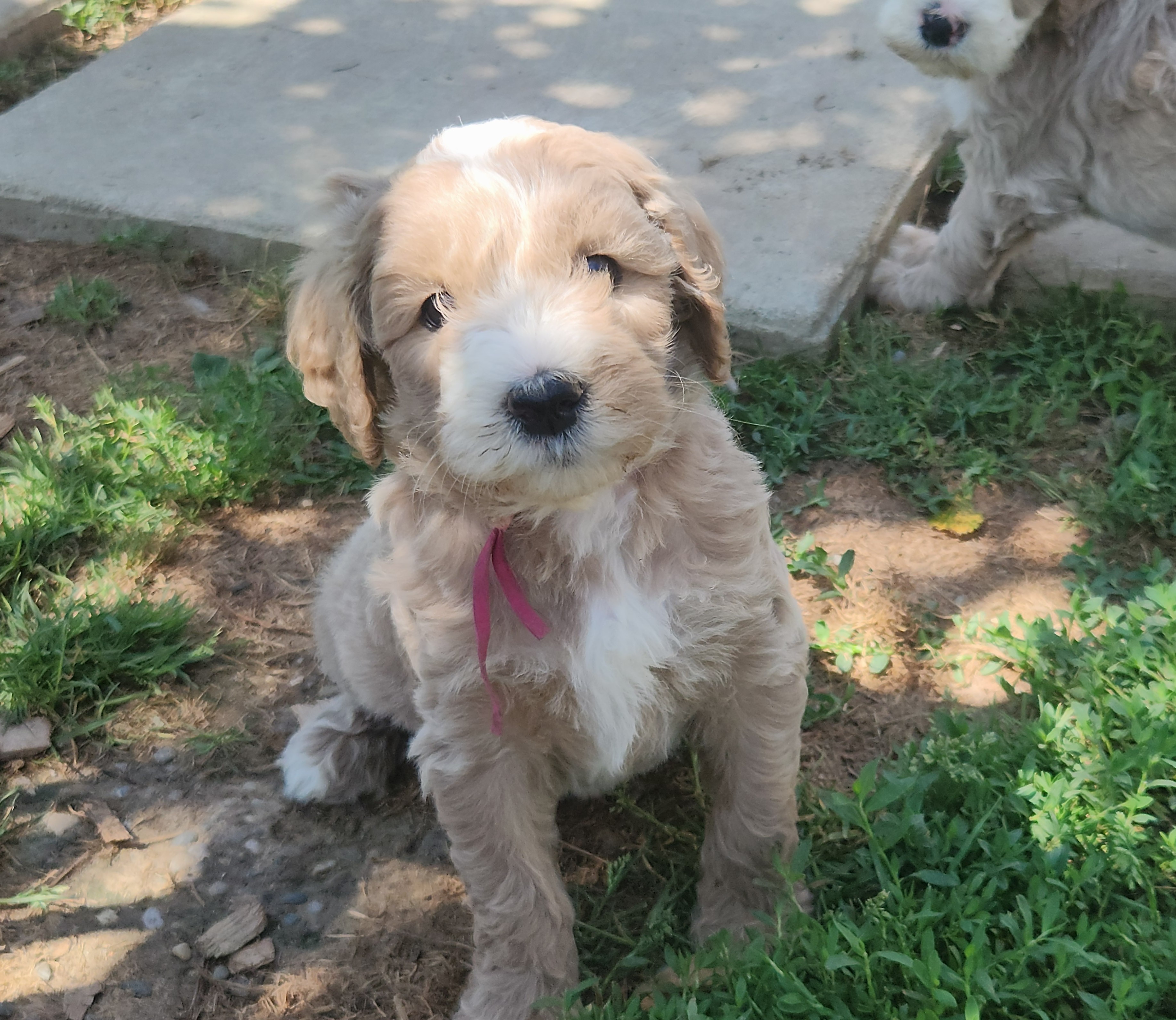 labradoodle
