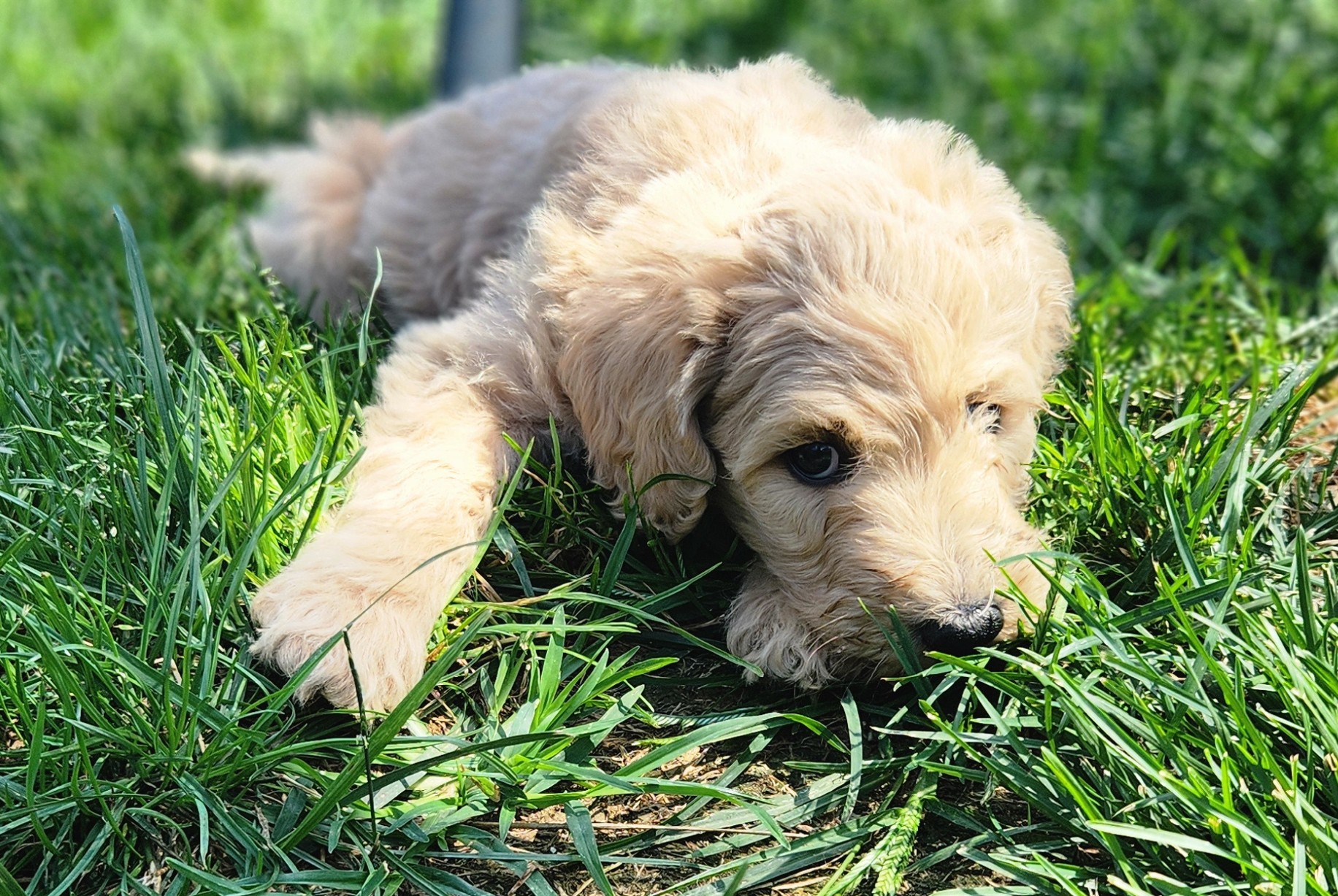 labradoodle