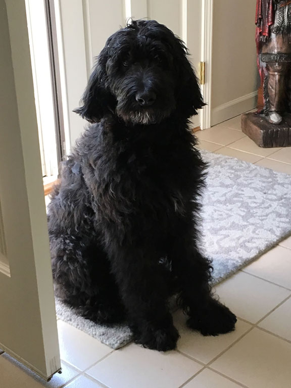 Fleece hotsell labradoodle puppy