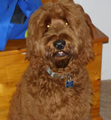 Labradoodle Puppies