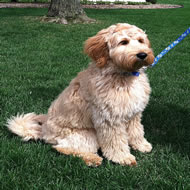 Labradoodle Pups